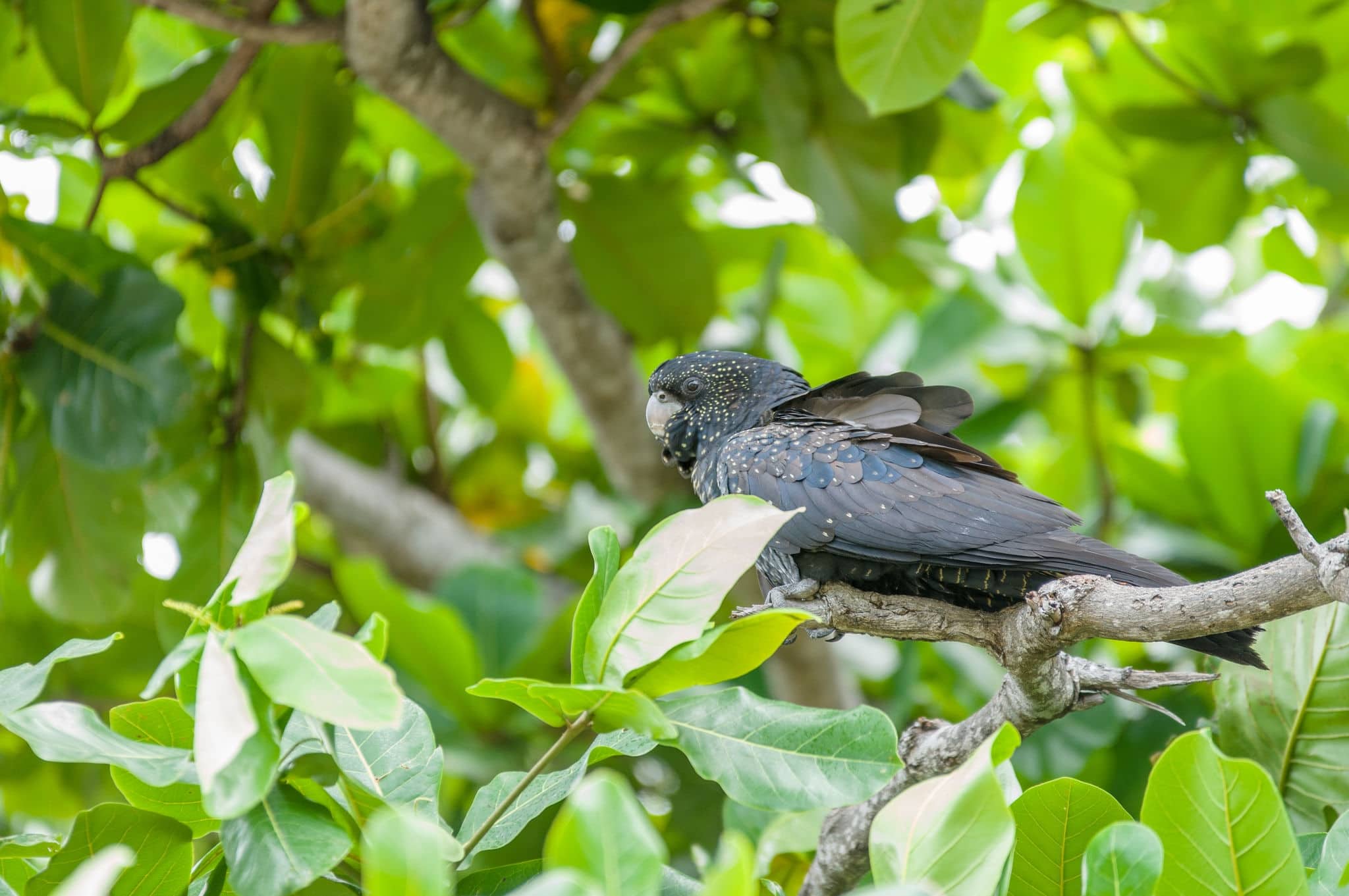 Rare and endangered wild Black Cockatoo, or Black Parrot, on Magnetic Island, in Cleveland Bay near Townsville,  Australia's Great Barrier Reef Region.