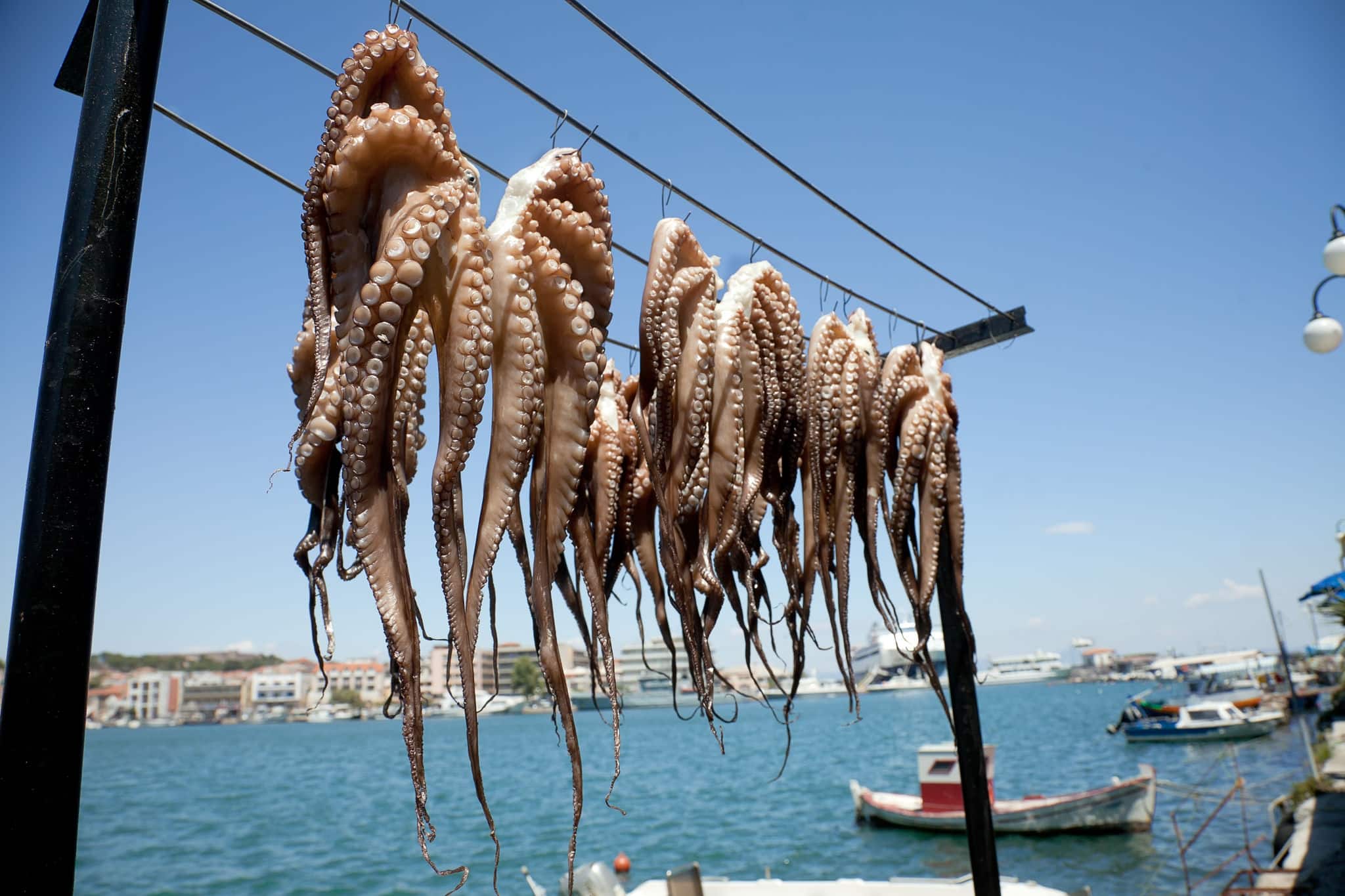 Octopus hanging up to dry in the sunshine in the Greek islands, Midilli, Mytilini, Mytiline, Lesvos, Lesbos