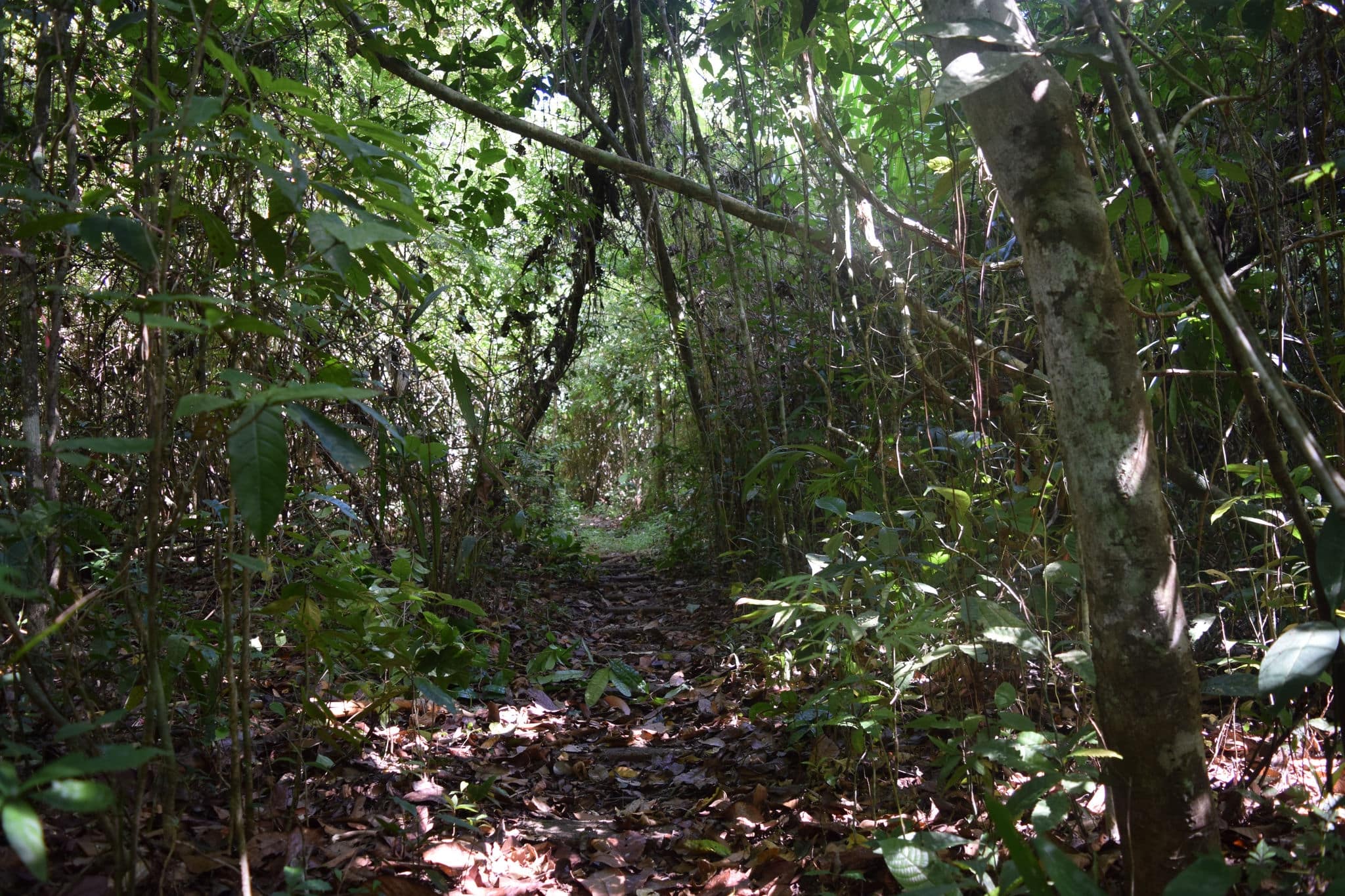 Barro Colorado Island in Panama.