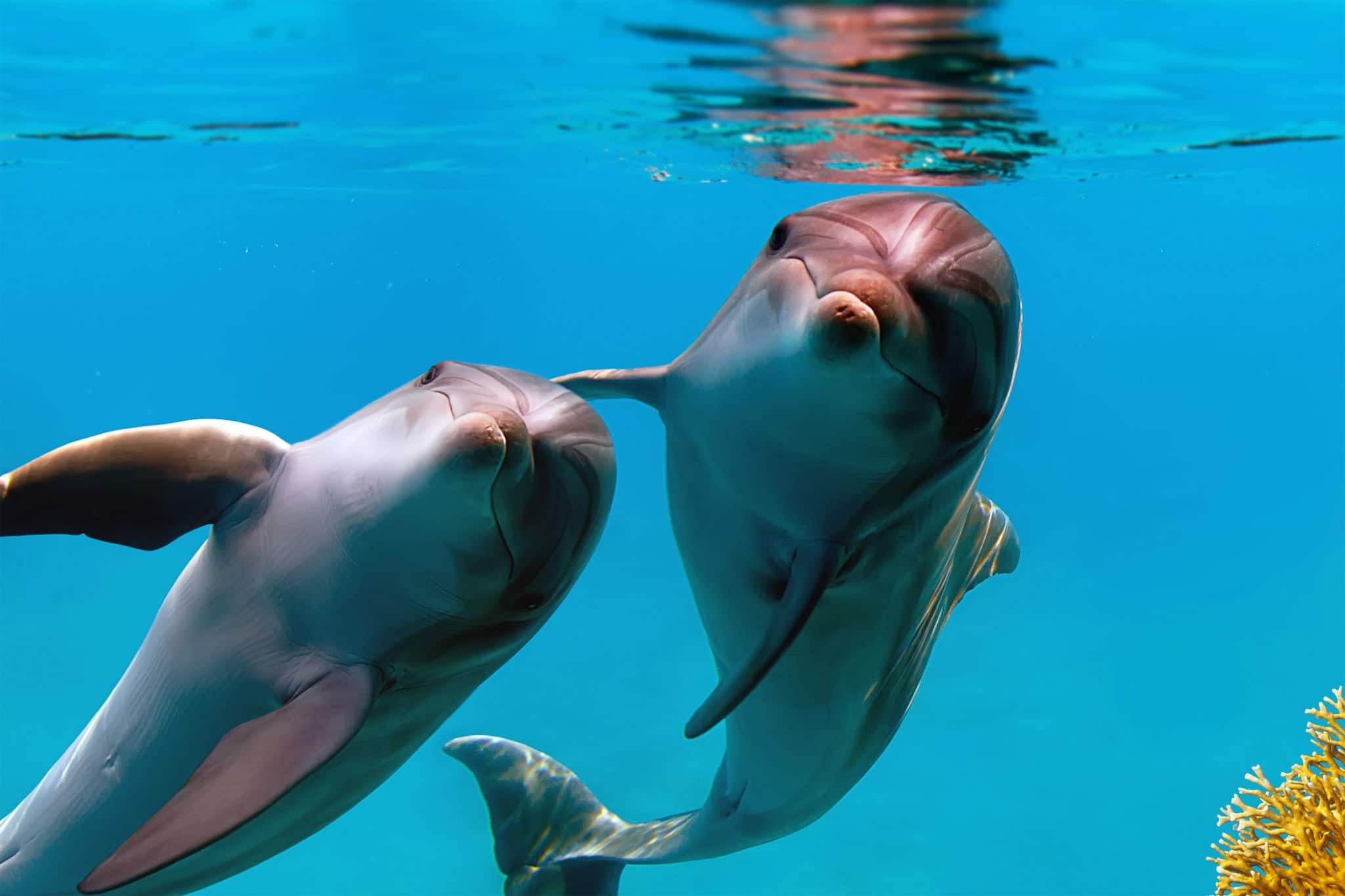 Two funny dolphins smiling underwater