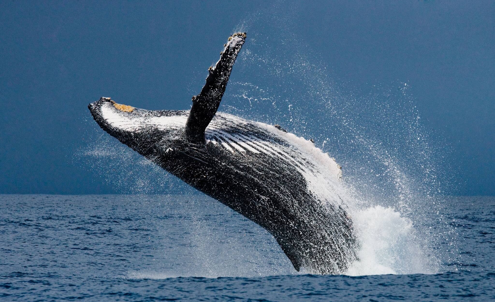 Humpback whale jumps out of the water. Beautiful jump. A rare photograph. Madagascar. St. Mary's Island. An excellent illustration.