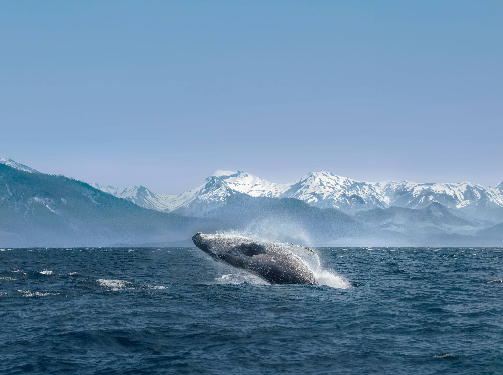 Breaching humpback whale against snow capped mountains  seen in the distance in Glacier Bay, Alaska.