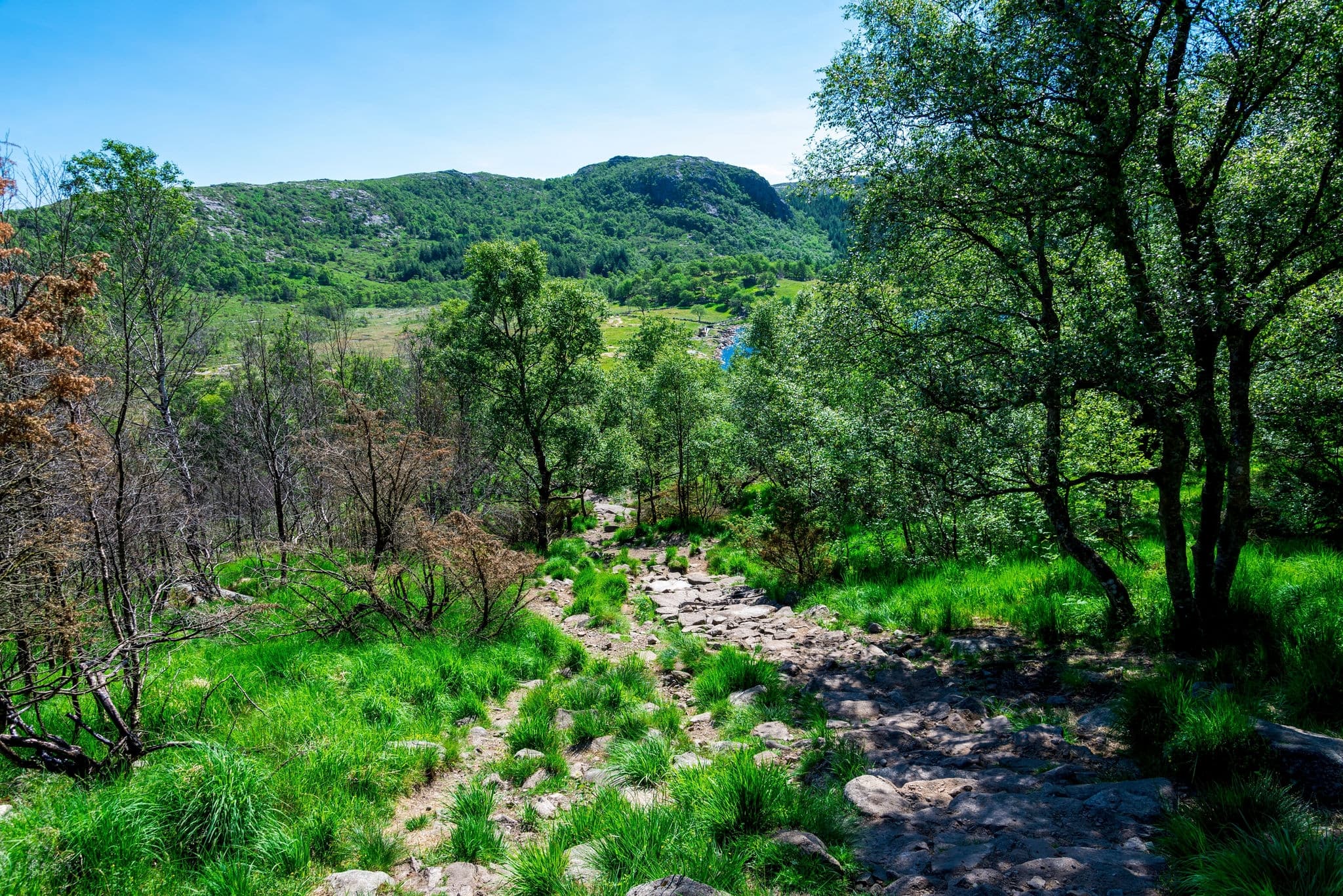 Scenic Dalsnuten Mountain Hiking Trail Through Lush Green Forest, Sandnes, Norway, June 2018