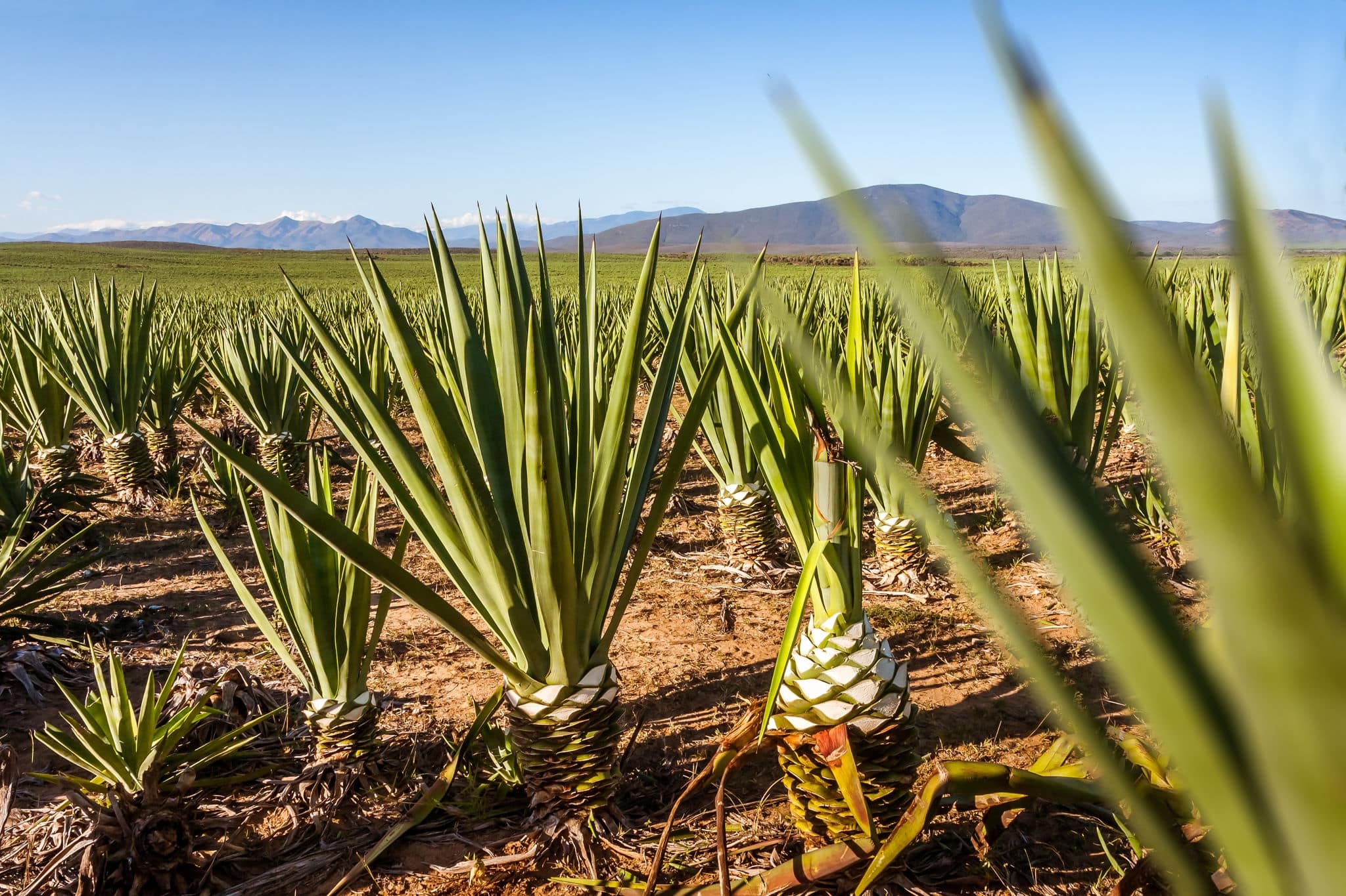 Sisal plantation near Tolanaro (Fort Dauphin), southern Madagascar