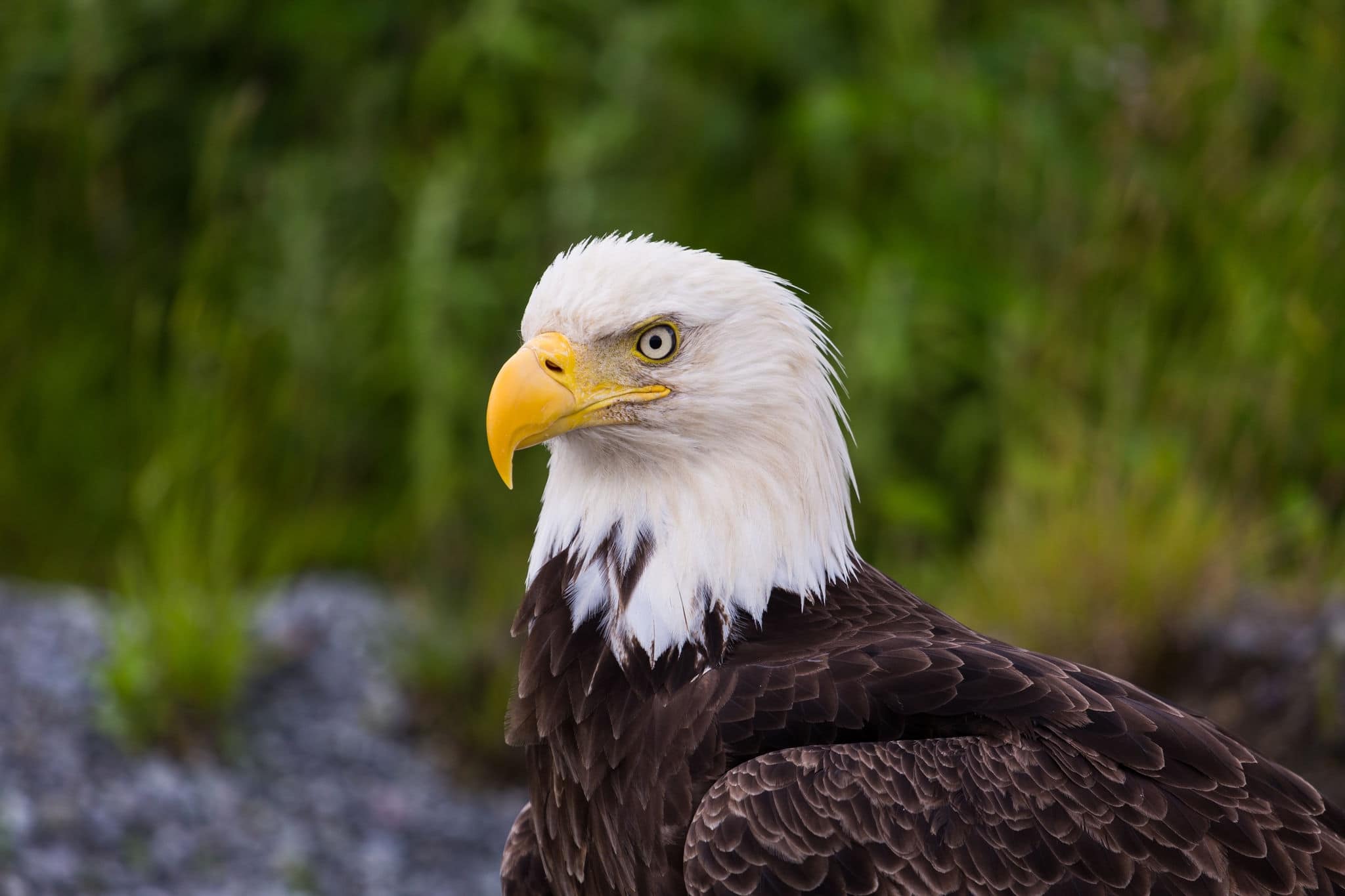 bald eagle dutch harbor