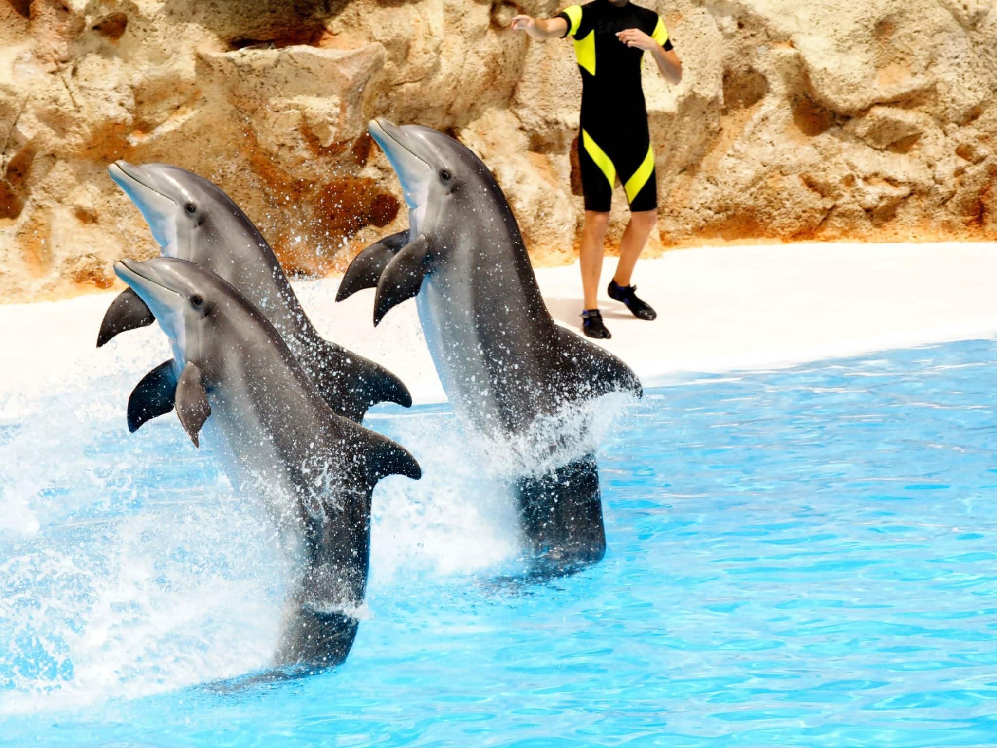 Three bottlenose dolphins performing a tail stand at a show