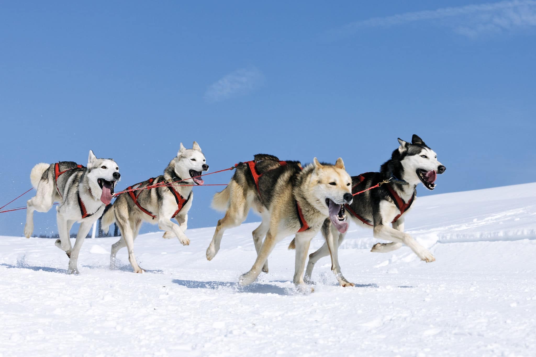 sportive dogs in the snow, extreme, mountain