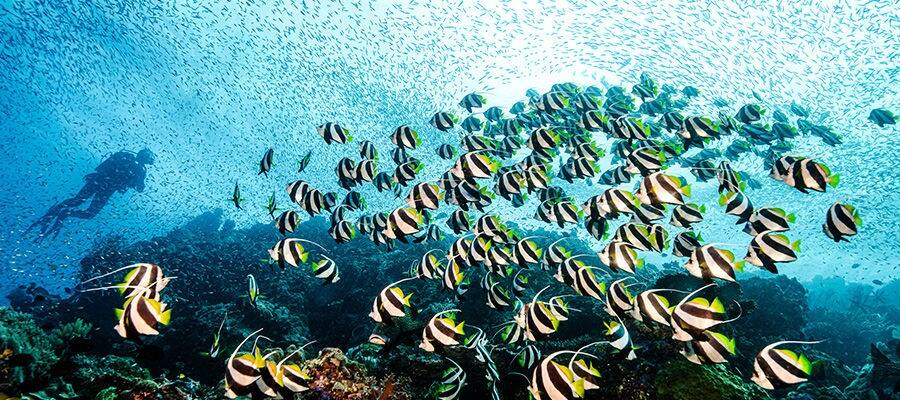 snorkeling