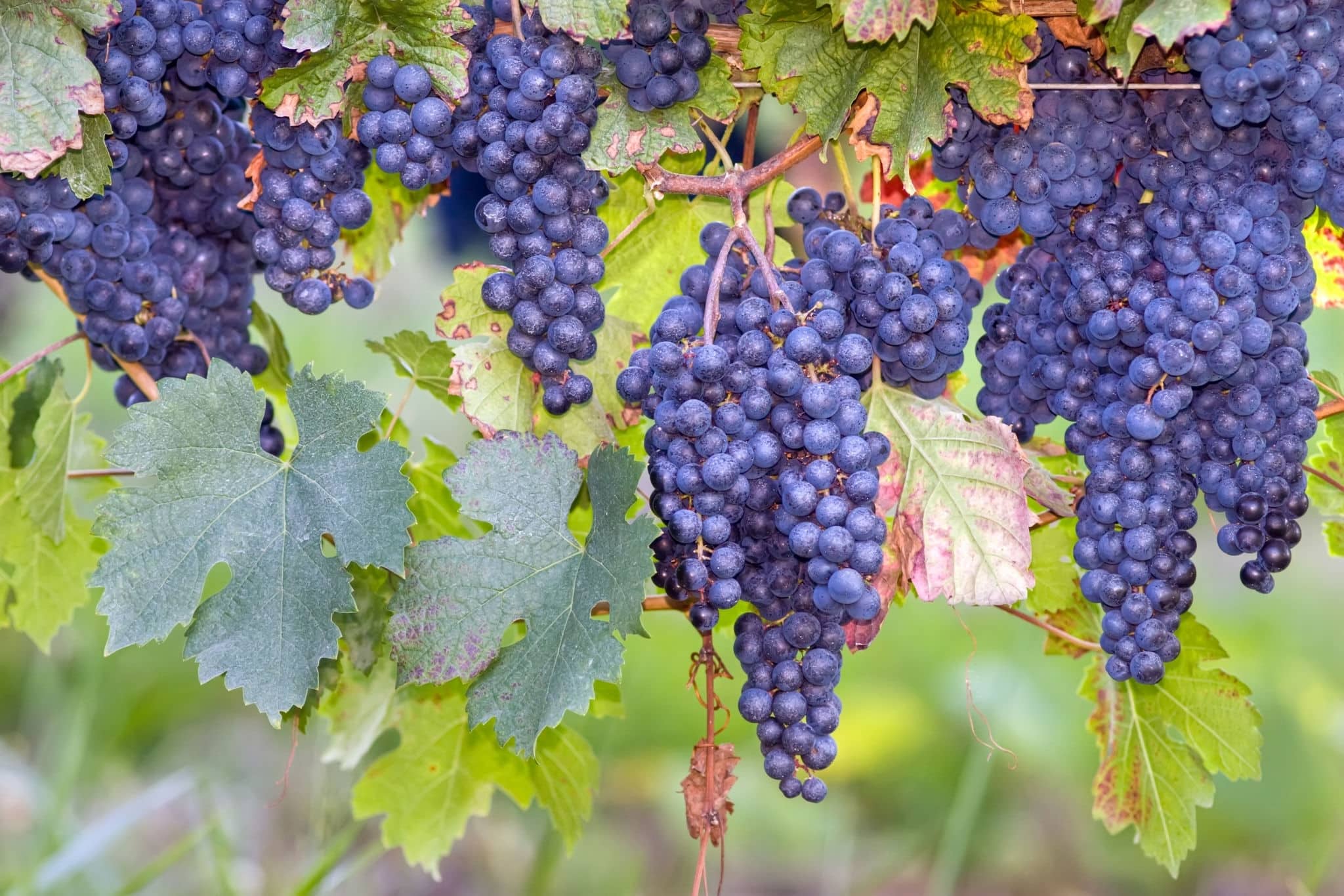 many blue grapes on vines, Bordeaux, france