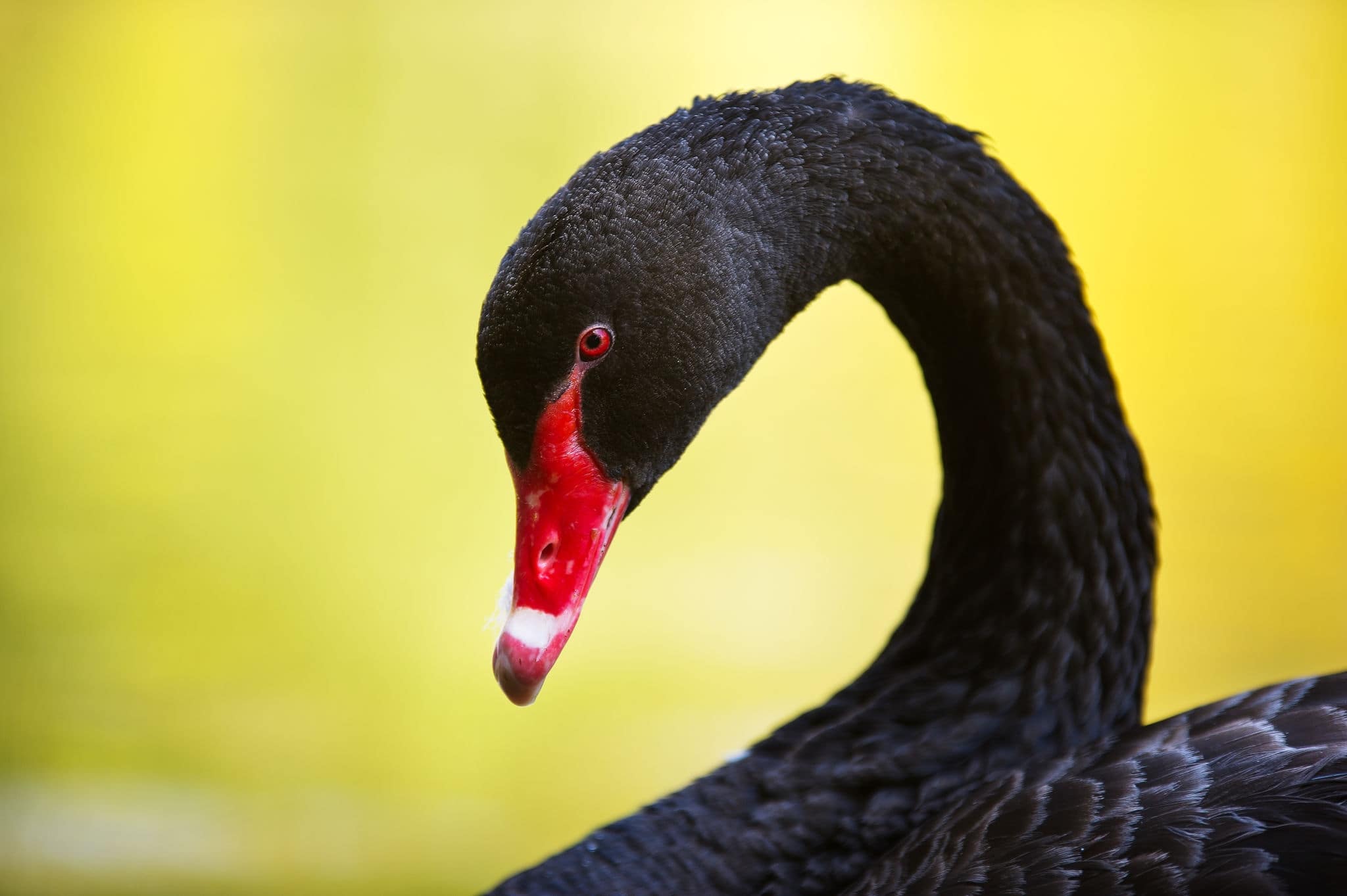 Close up Portrait of a black swan with red beak on a yellow blurred background
