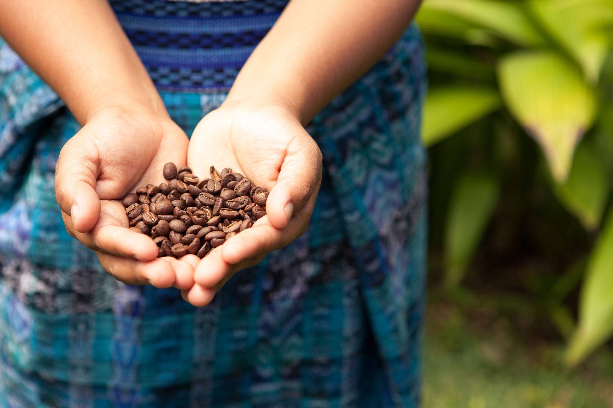 Handful of fresh organic coffee beans. Food and drink coffee background.
