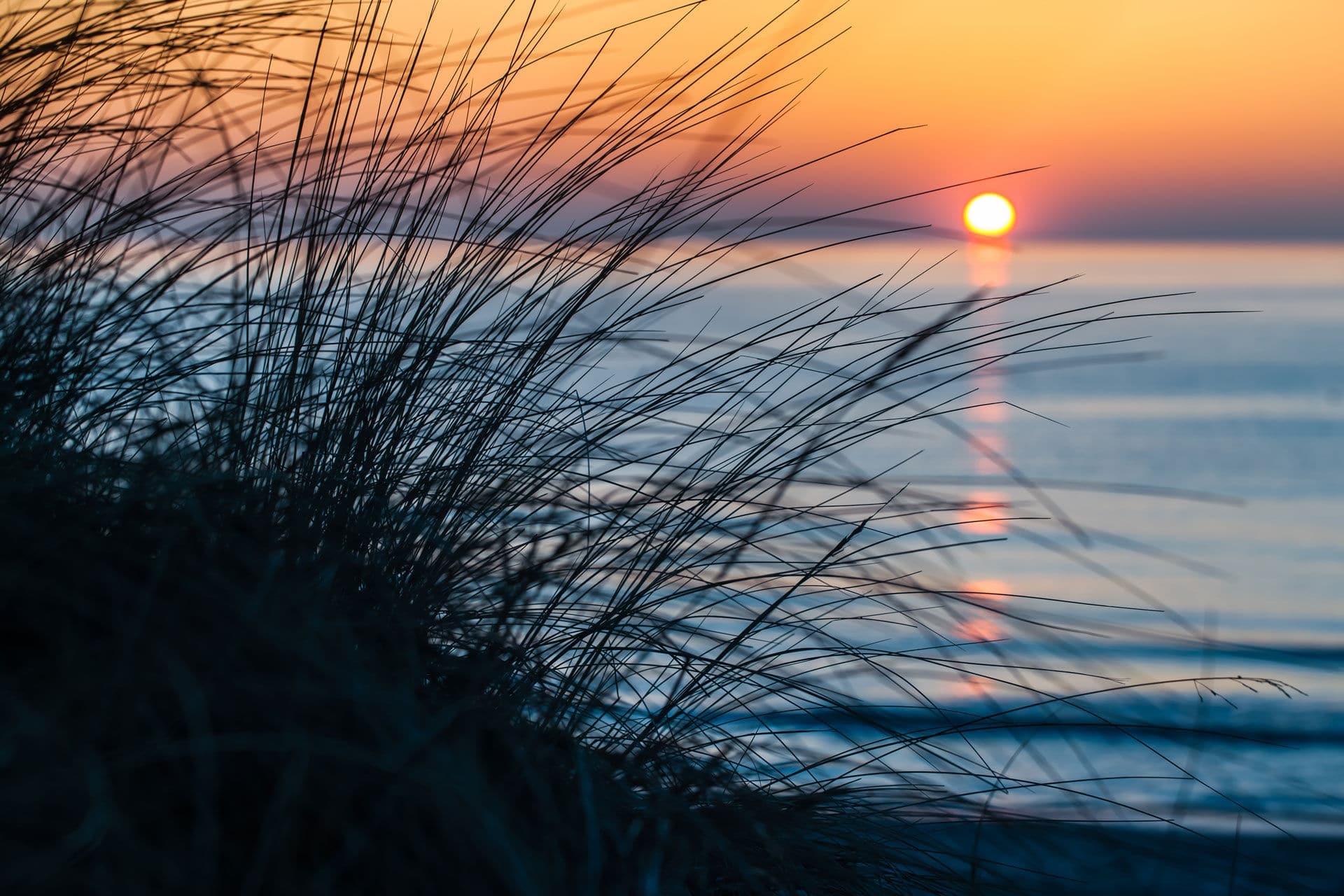 Silhouette tuft beach grass in front of blue sea sunset and orange sky horizon at Darss peninsula, Mecklenburg, Germany/Evening Mood at the Sea