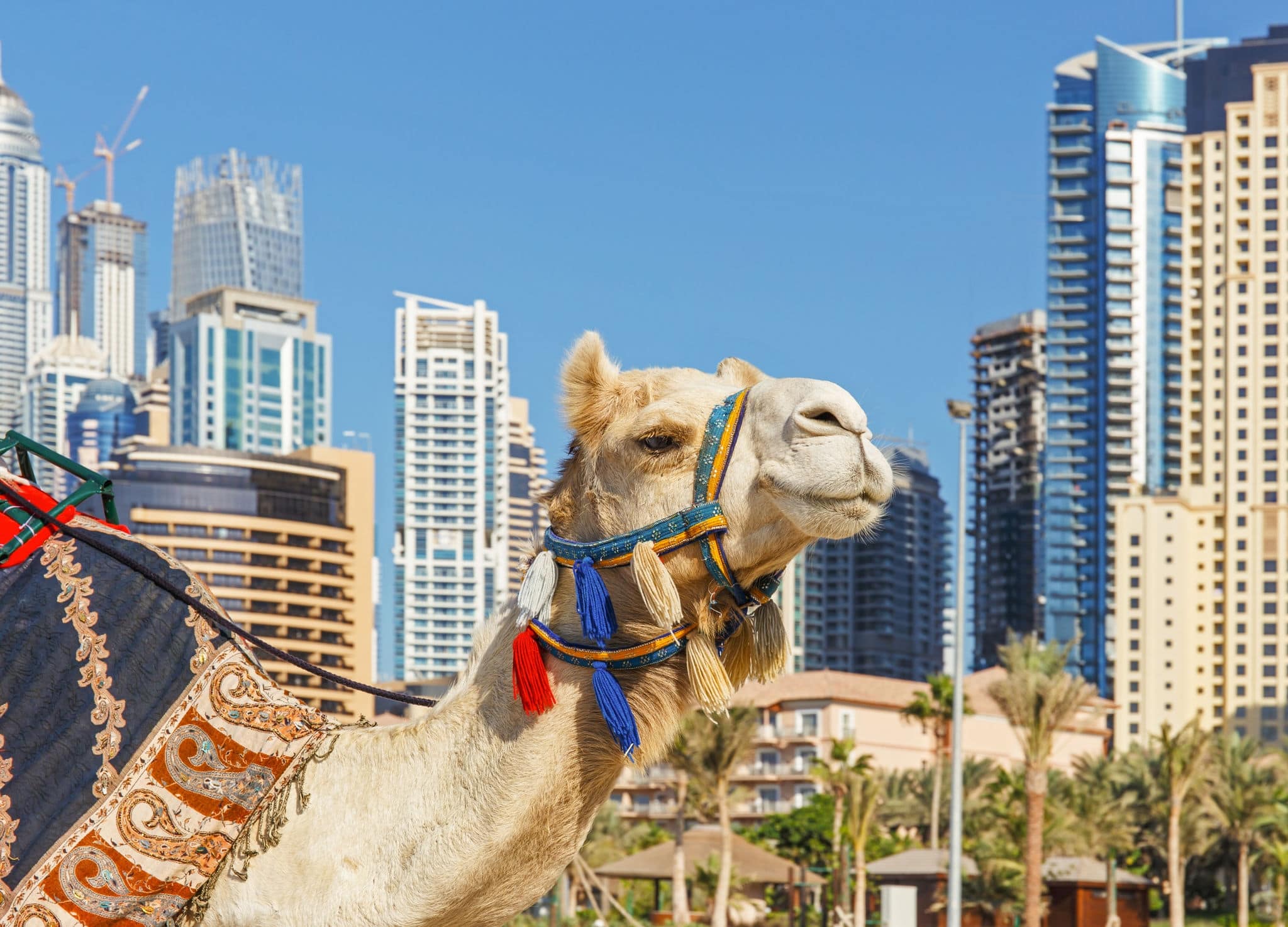 Camel at the urban building