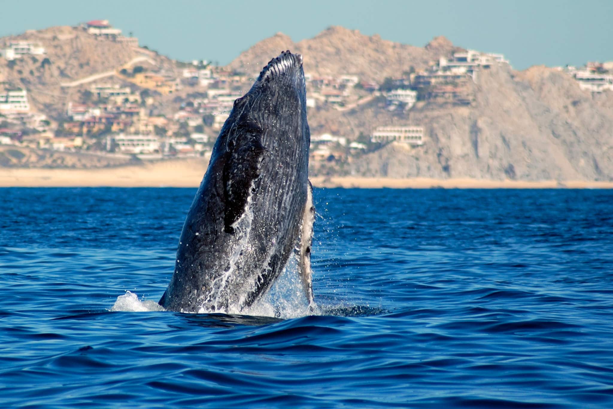 NCL Cabo San Lucas Humpback Whale