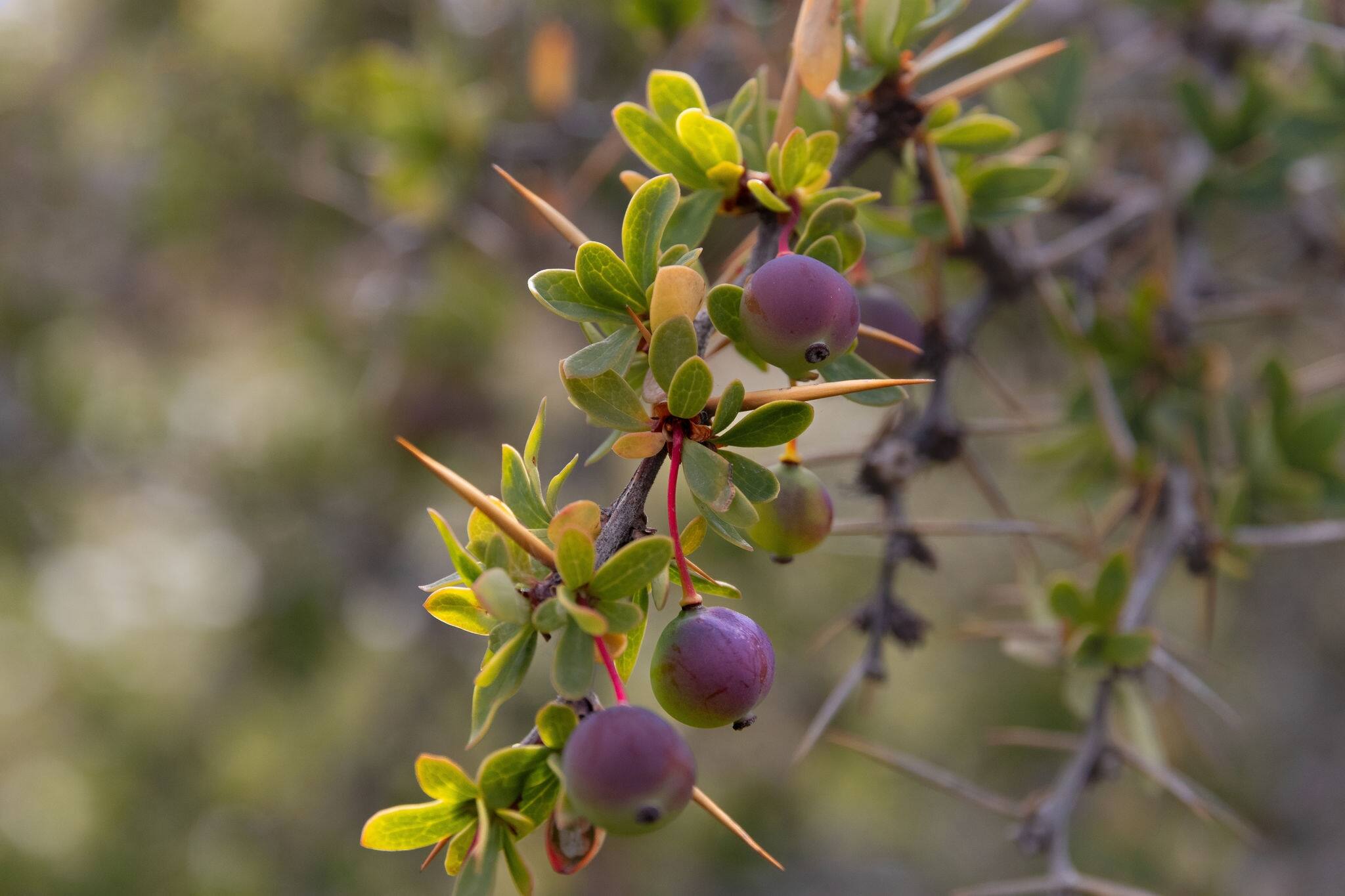 calafate berry bush close up
