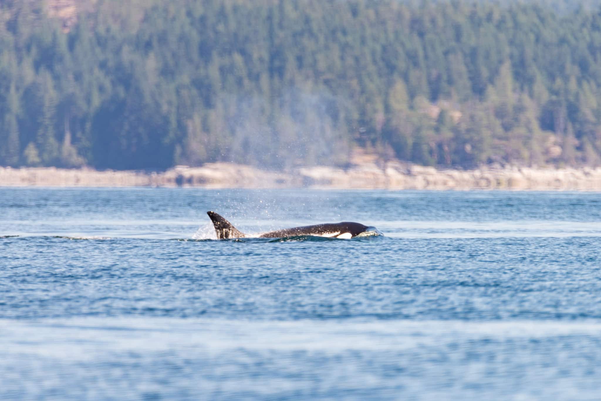 NCL-Alaska-Cruise-Orca