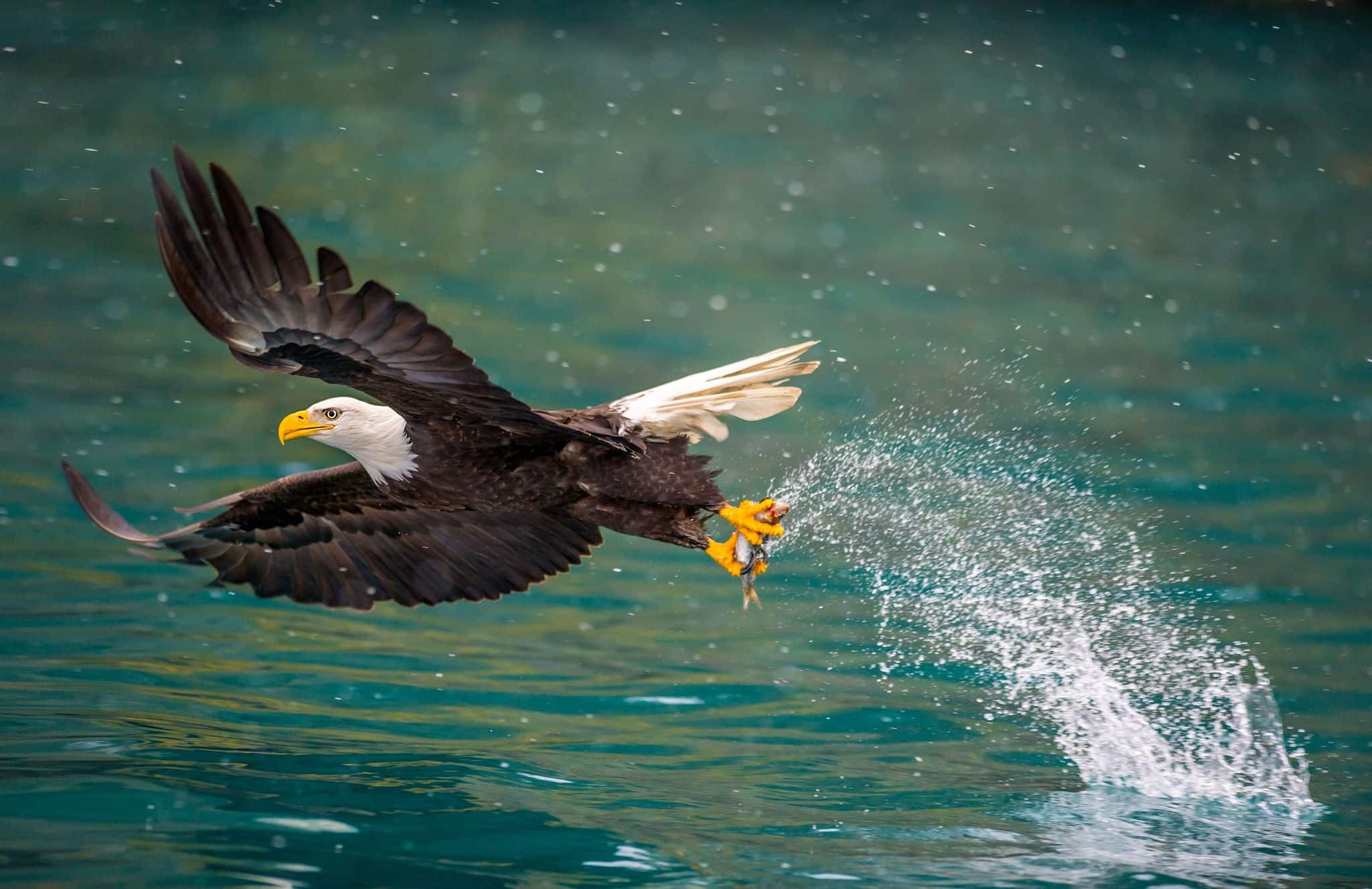 american bald eagle swooping to catch fish in alaskan kenai region waters of cook inlet, on snowy day