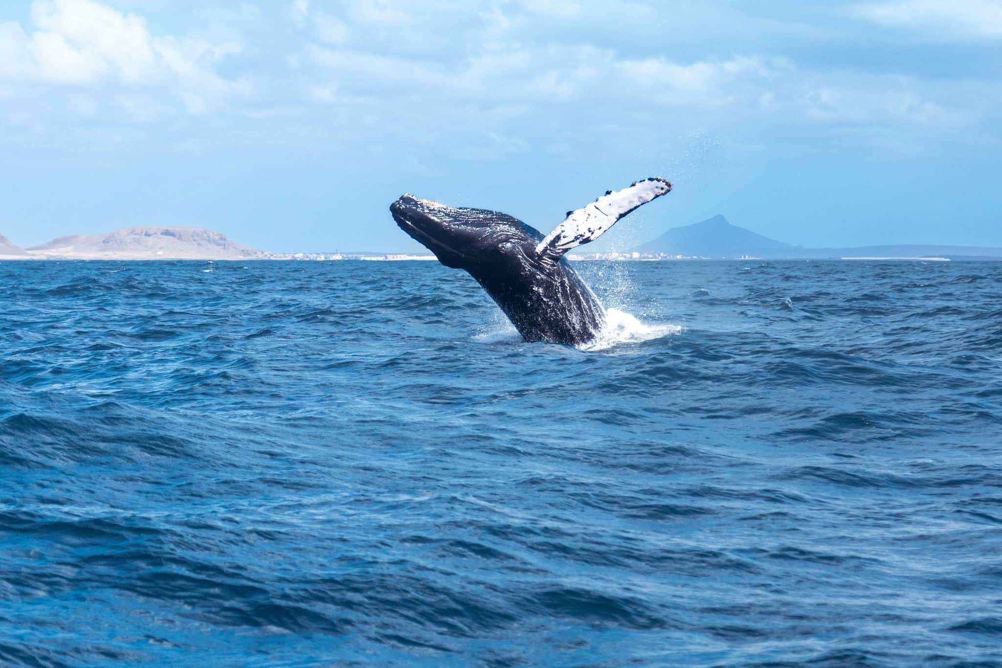 A humpback whale jumping out of the Atlantic Ocean off the island of Boa Vista, Cape Verde
