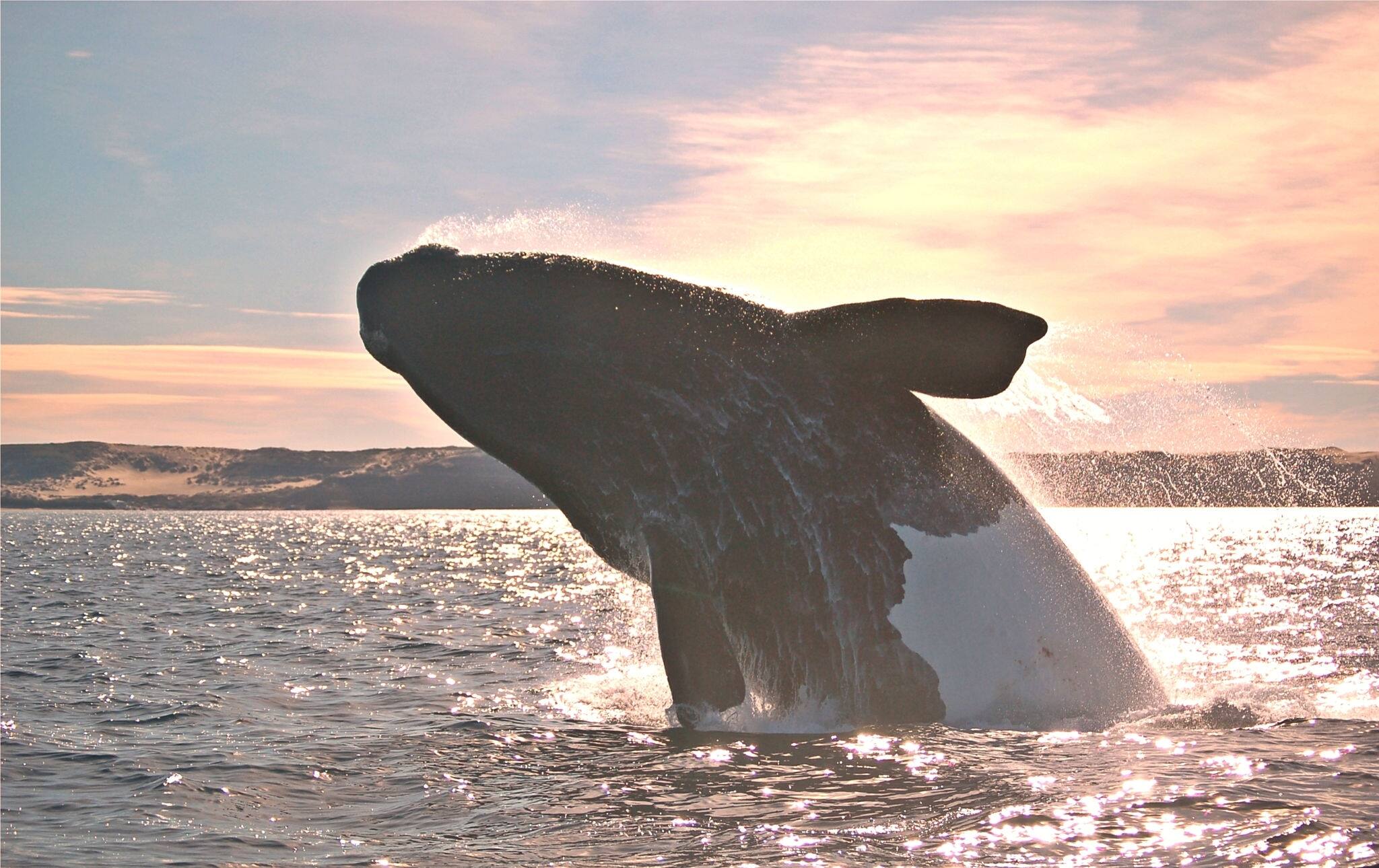 Powerful Whale flying