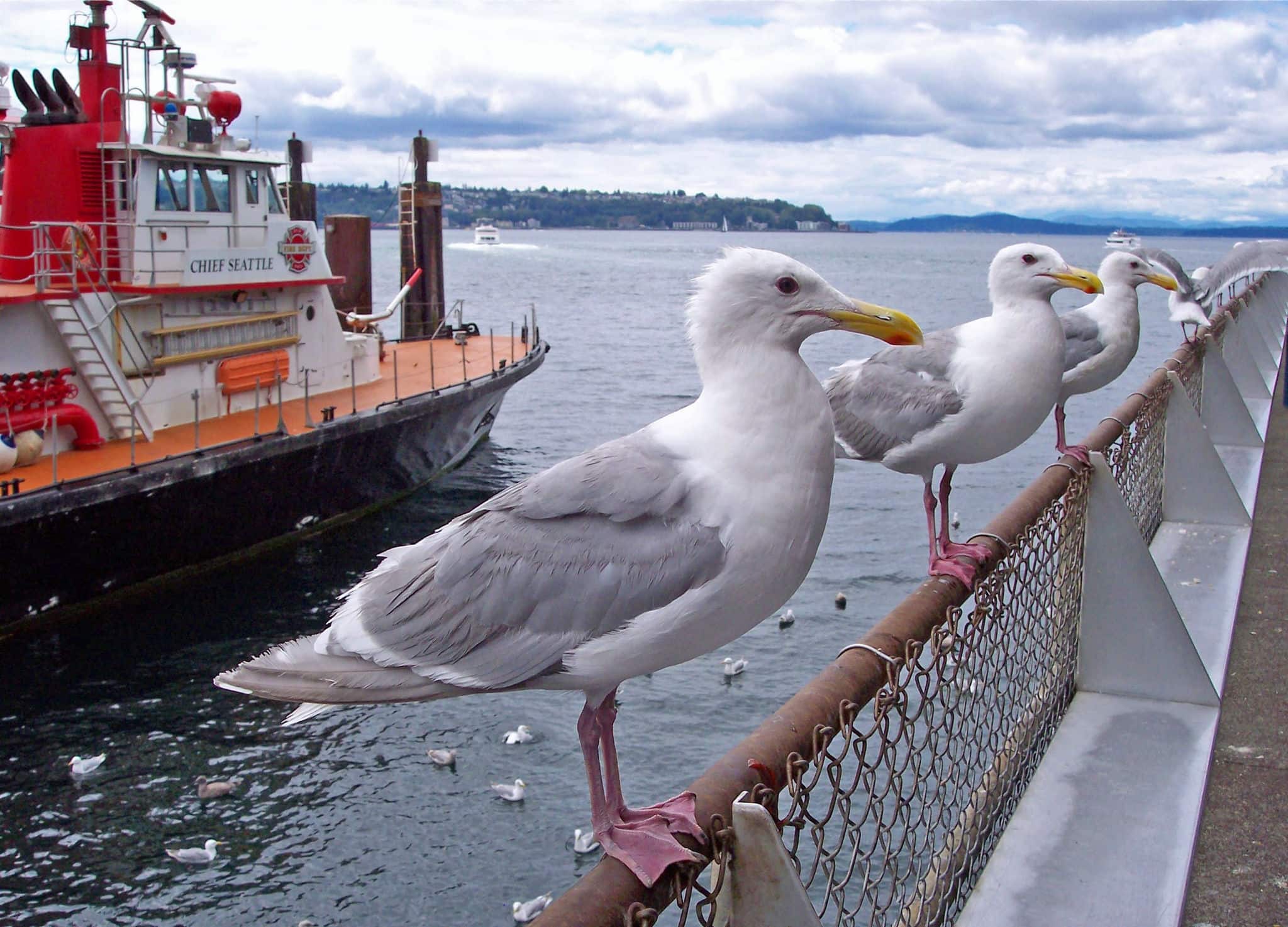 Seagulls on the Wharf with Red Fire-boat in background in Seattle, WA USA