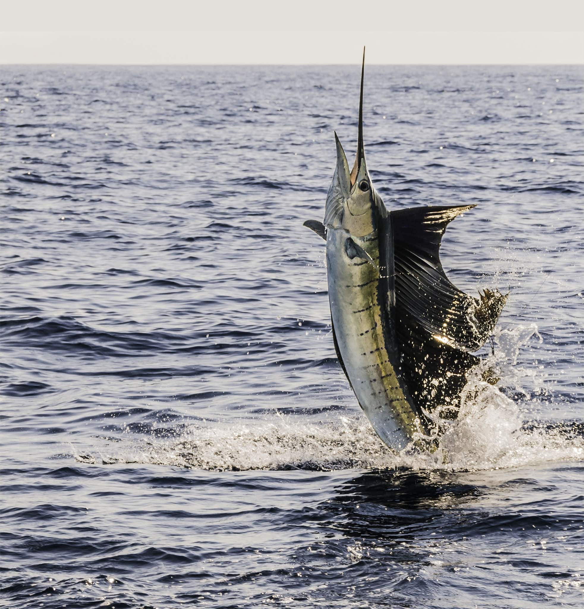 Sailfish on the Line