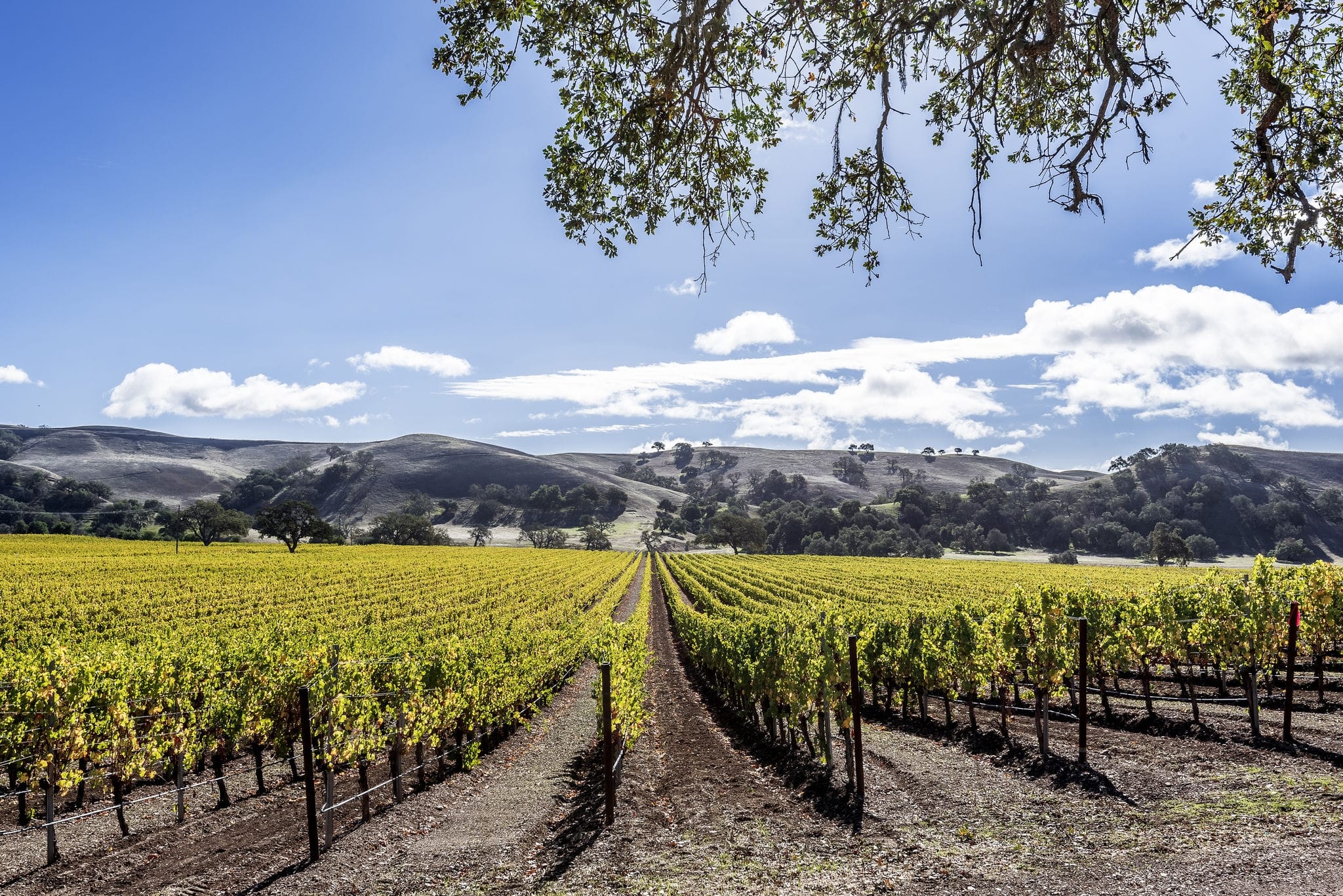 New vineyards in the rolling hills of Santa Barbara County wine country. Blue skies, white clouds, with gentle rolling hills and oak trees, dominate the background.