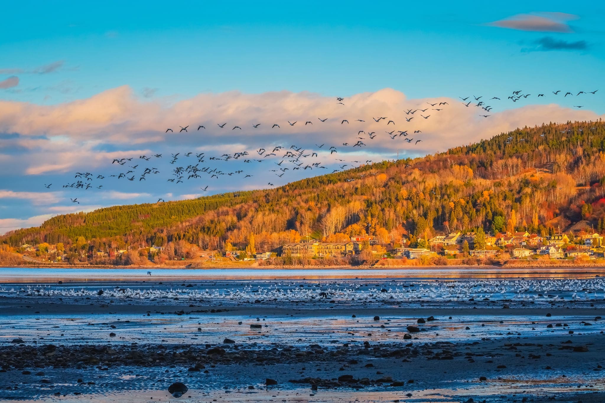 Autumn landscape view of La Baie city with birds on Saguenay river at dusk, Chicoutimi, Saguenay, Quebec, Canada. A Village on shore with colorful trees in fall. Flock of wild geese flying on blue sky