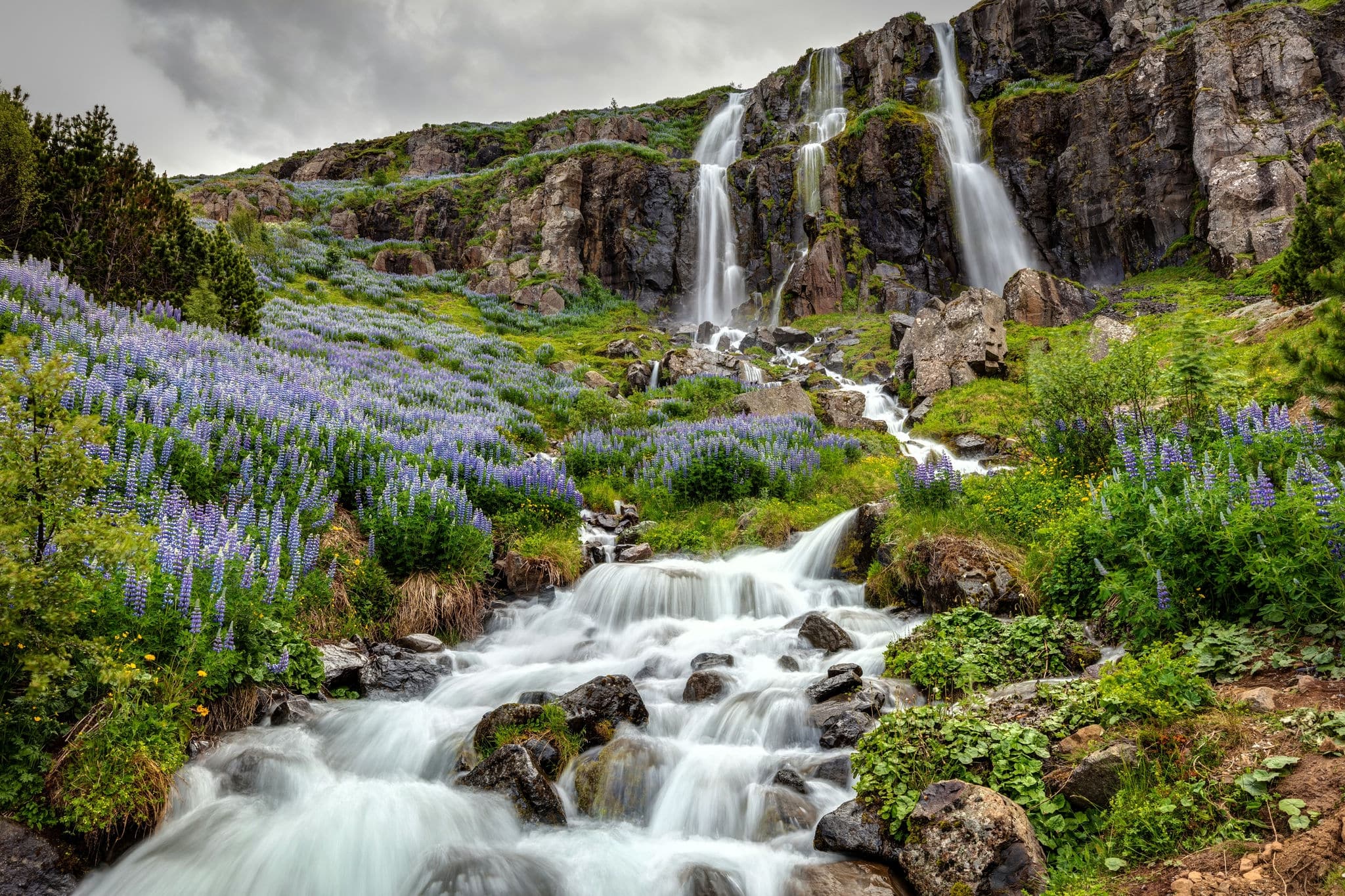 The Waterfall with lupine flowers In the town of Seydisfjordur Iceland