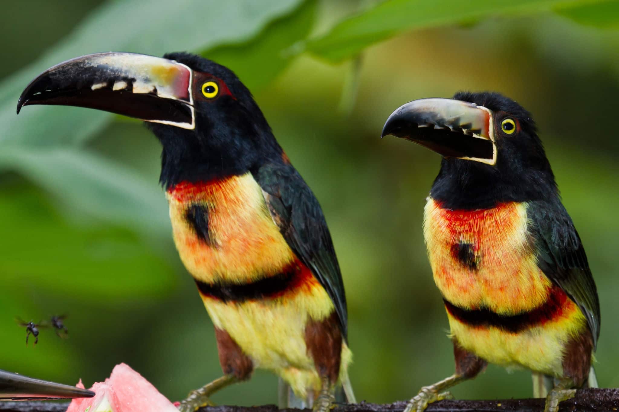 medium size aracari toucan in the rainforest of Belize