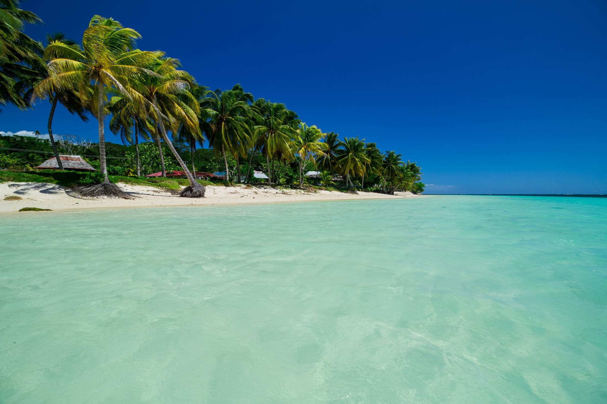coconut palm trees on white sand beach with crystal clear blue sea on pasific island