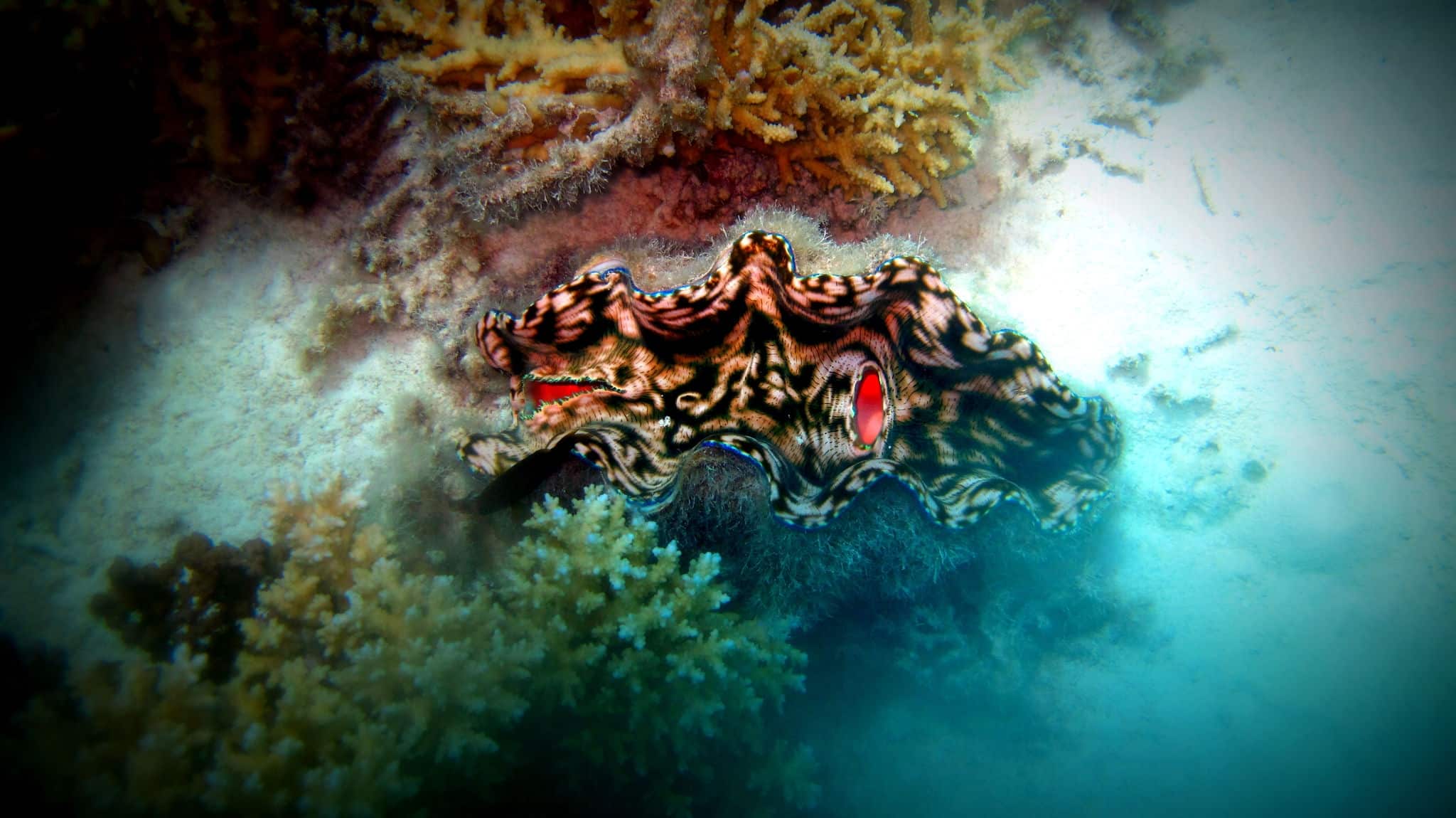 Giant Clam in Aitutaki Lagoon, Cook Islands