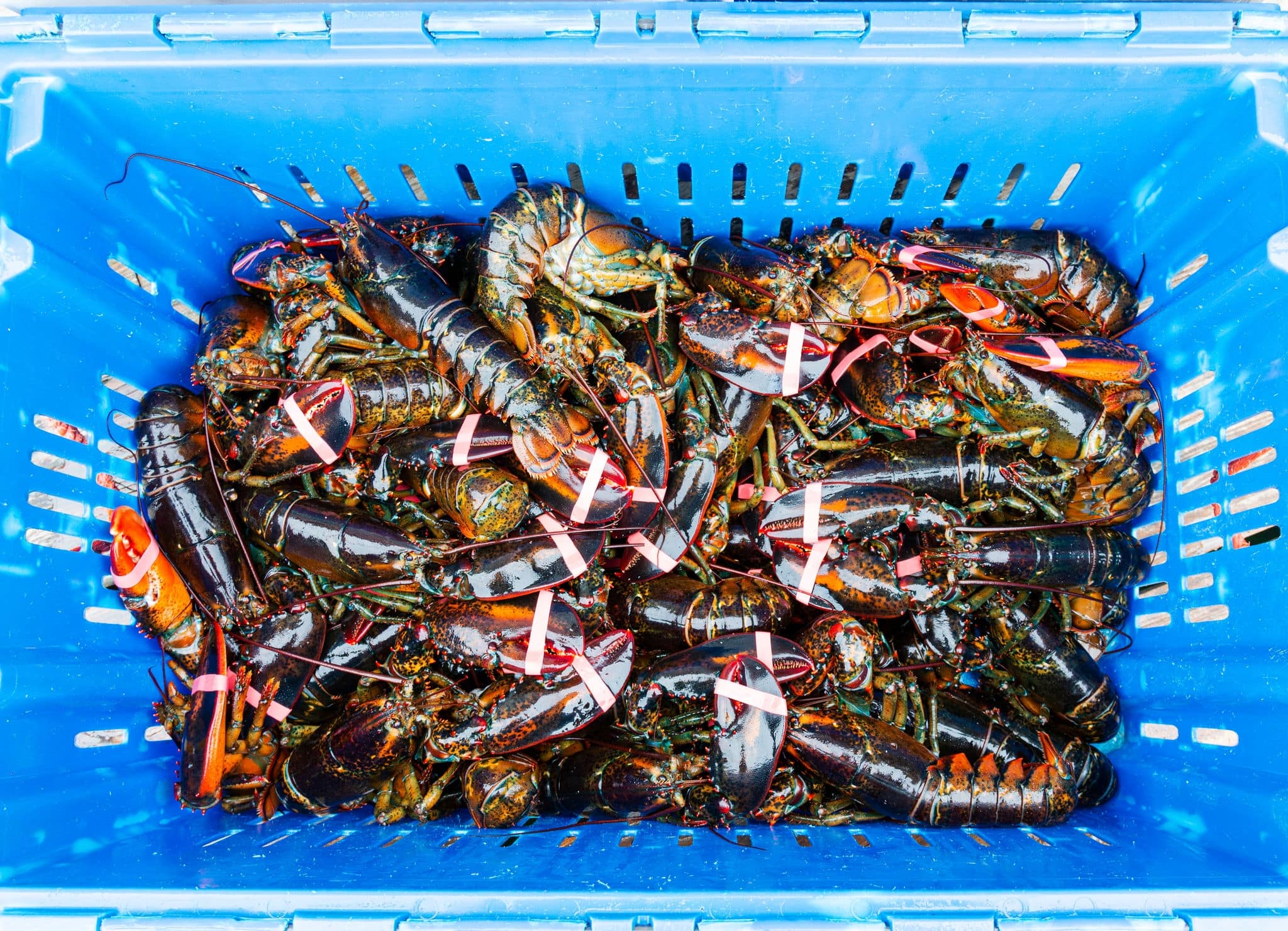View from above looking down into a blue bin of fresh caught live Maine lobsters ready to be cooked in a restaurant.