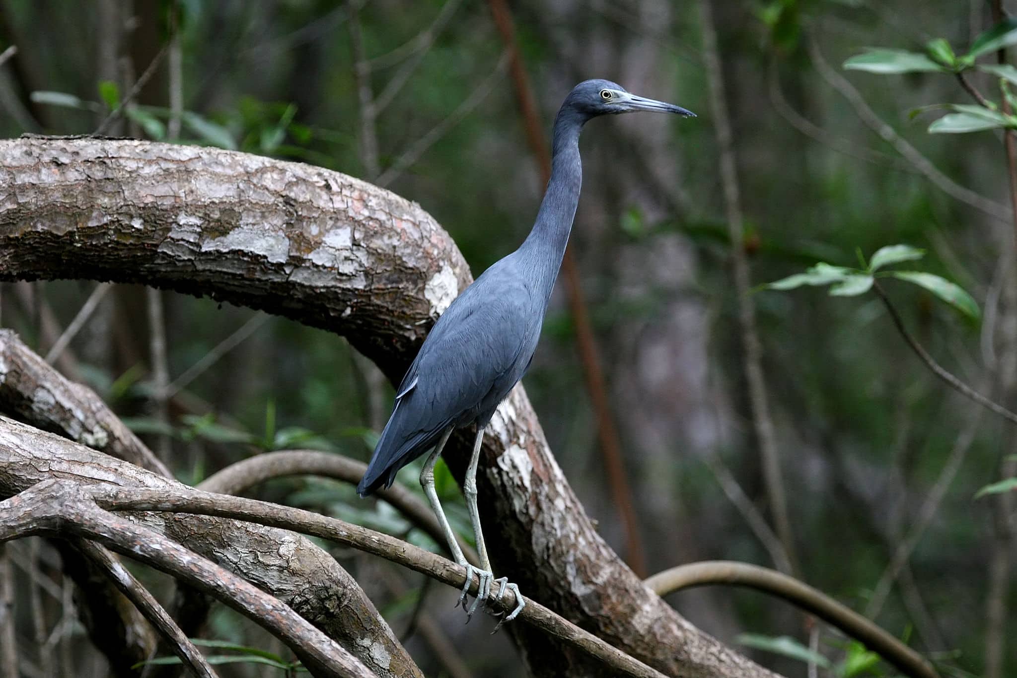 Little Blue Heron (Egretta caerulea) on mangroves. Taken on the river Tarcoles, Costa Rica, Central America.
