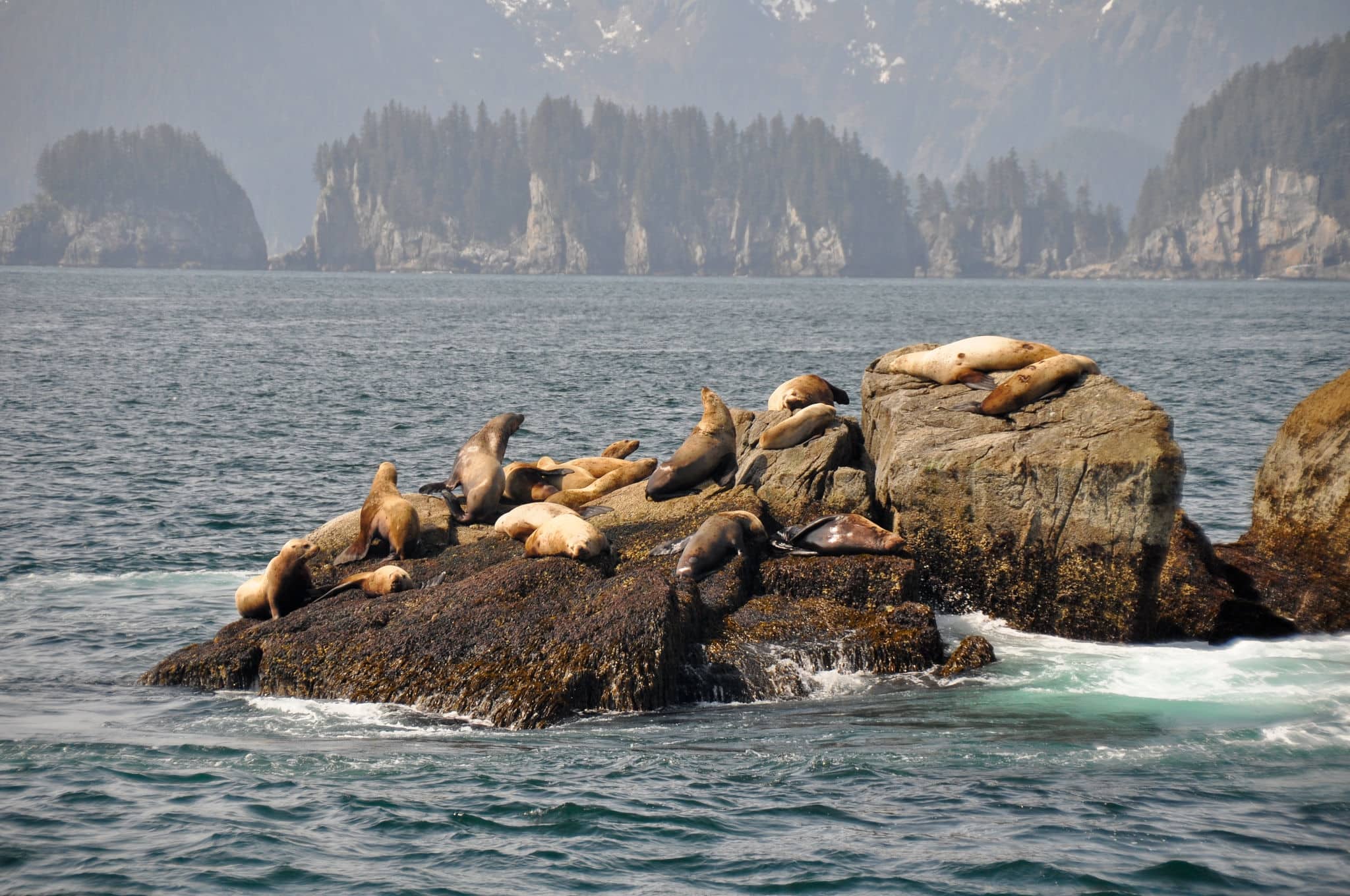 Colony of sea lions at Resurrection Bay (Alaska)