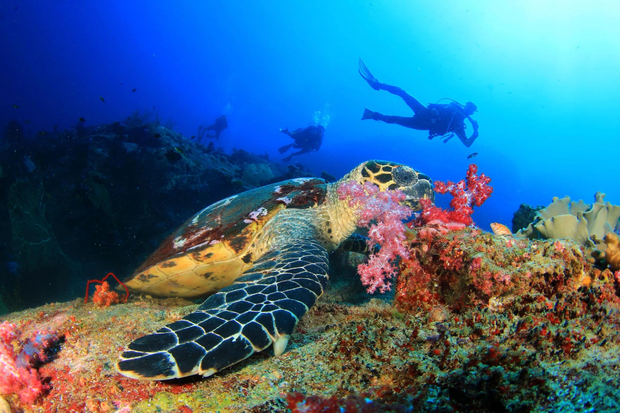 Hawksbill Sea Turtle feeds on coral with people scuba diving in background