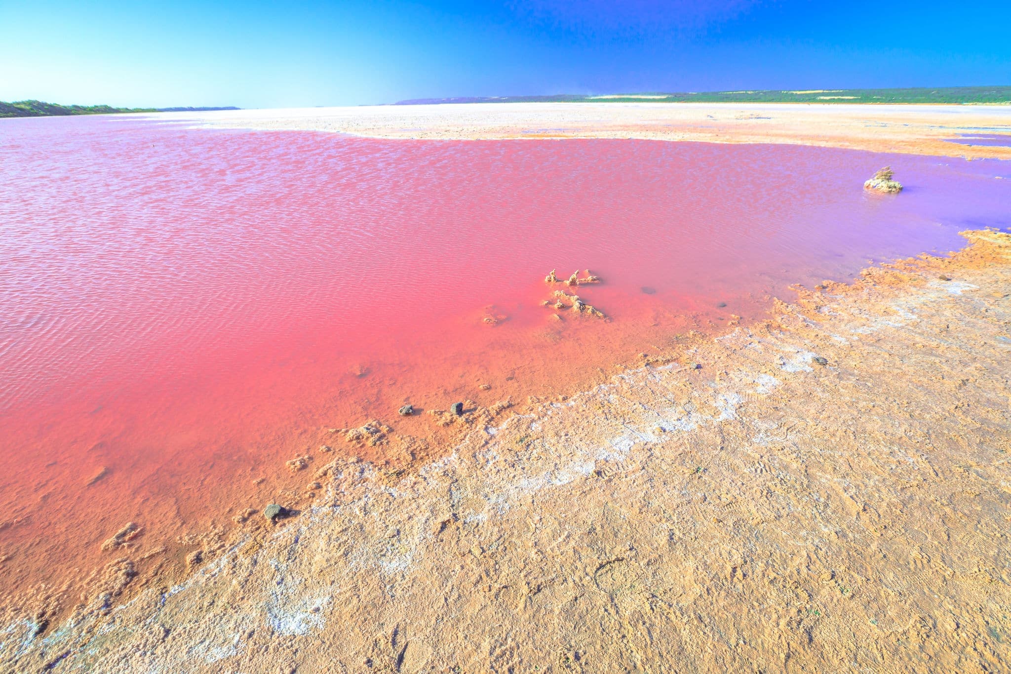 Pink Salt Lake at Gregory in Western Australia. Scenic shore of Hutt Lagoon between Geraldton and Kalbarri, with a vivid pink color for the presence of algae in summer.Horizon blue sky with copy space