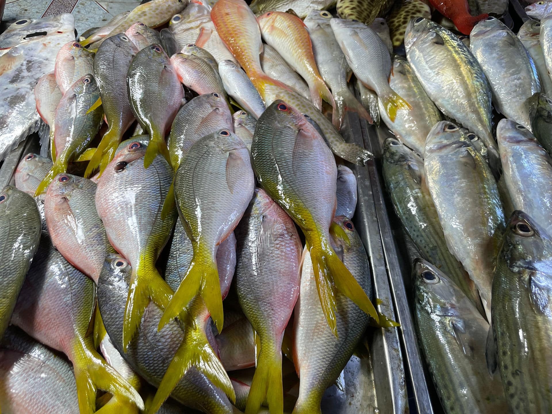 A Philippine fish called Fusilier on the left and Island Mackerel on the right, Fresh fish from the Market Coron Palawan Philippines.