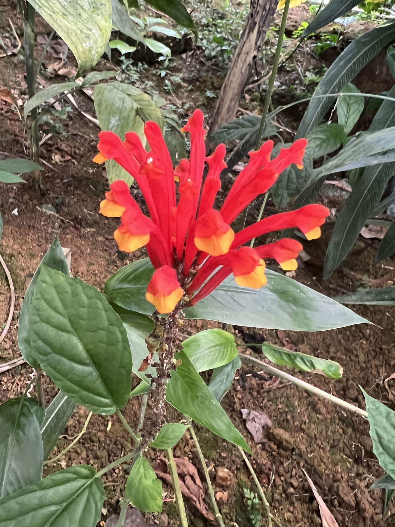 tropical flowers costa rica mangroves jungle colorful red lila yellow pink green palm trees nature national park veragua rainforest