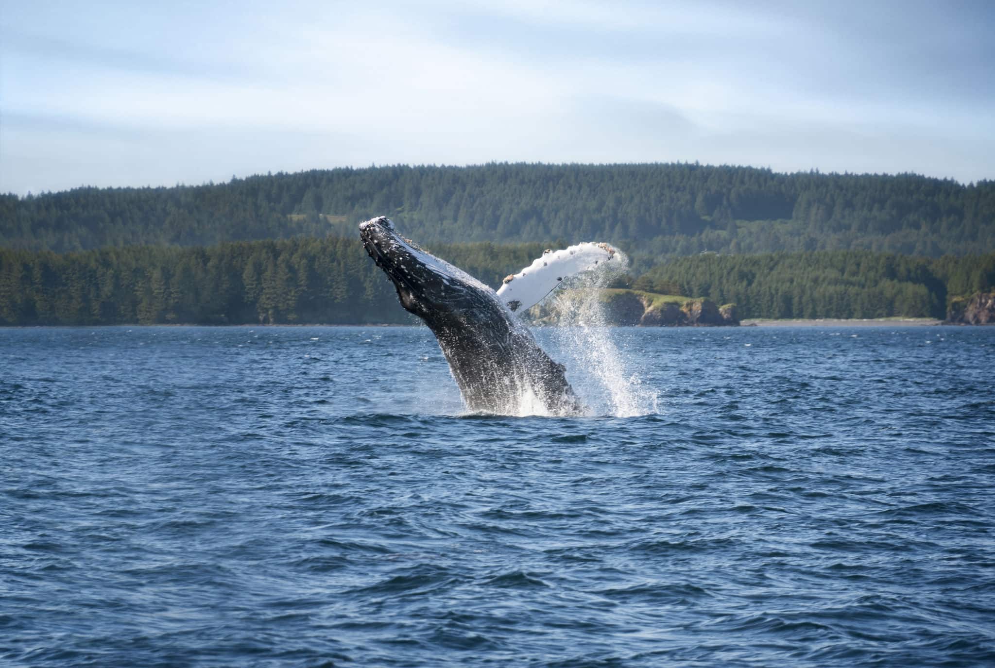 Humpback Whale Breaching Water in Kodiak Alaska