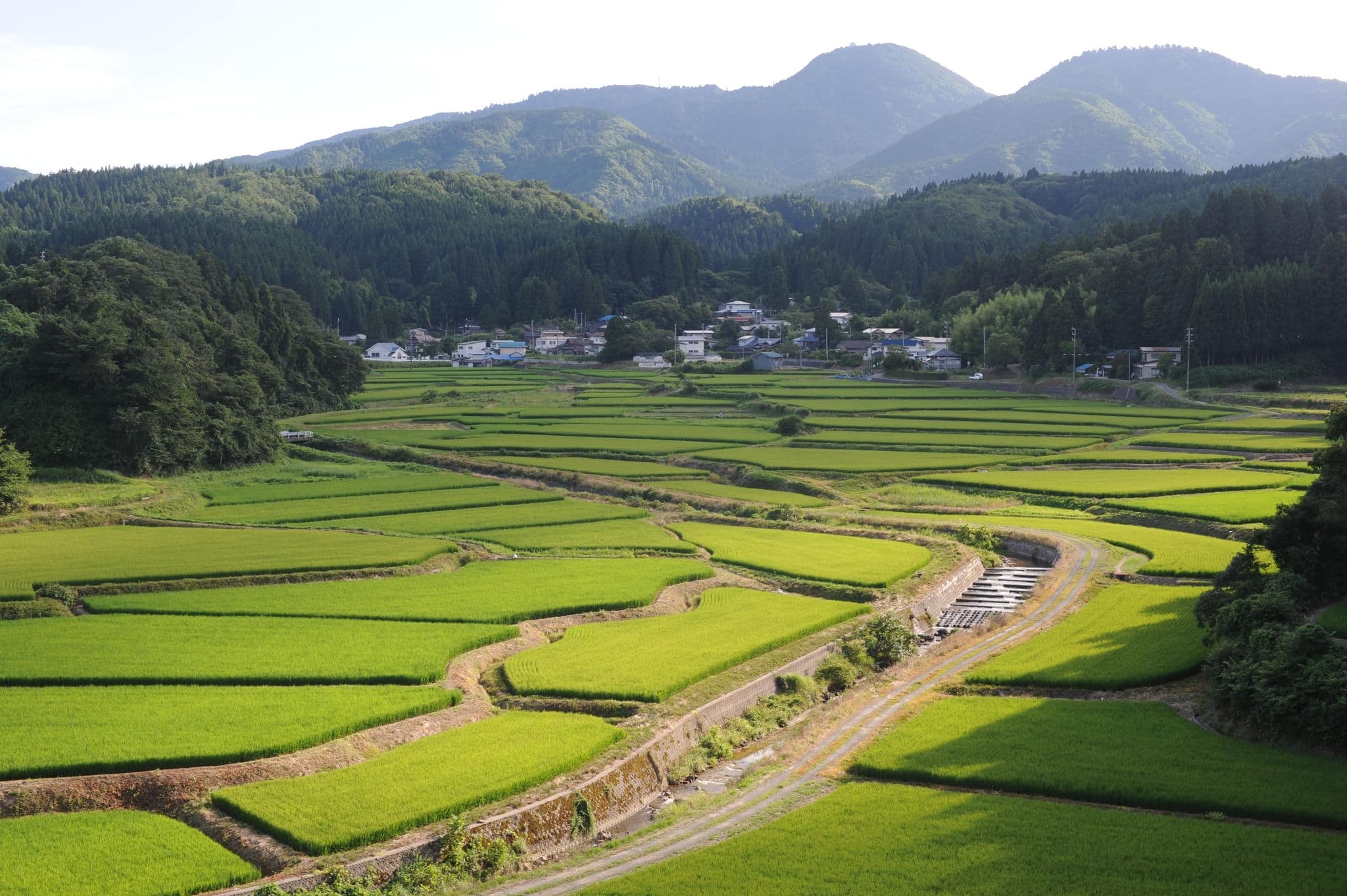 Green and lush terrace rice paddies and fields in Akita prefecture, Tohoku region, northern Japan, Asia