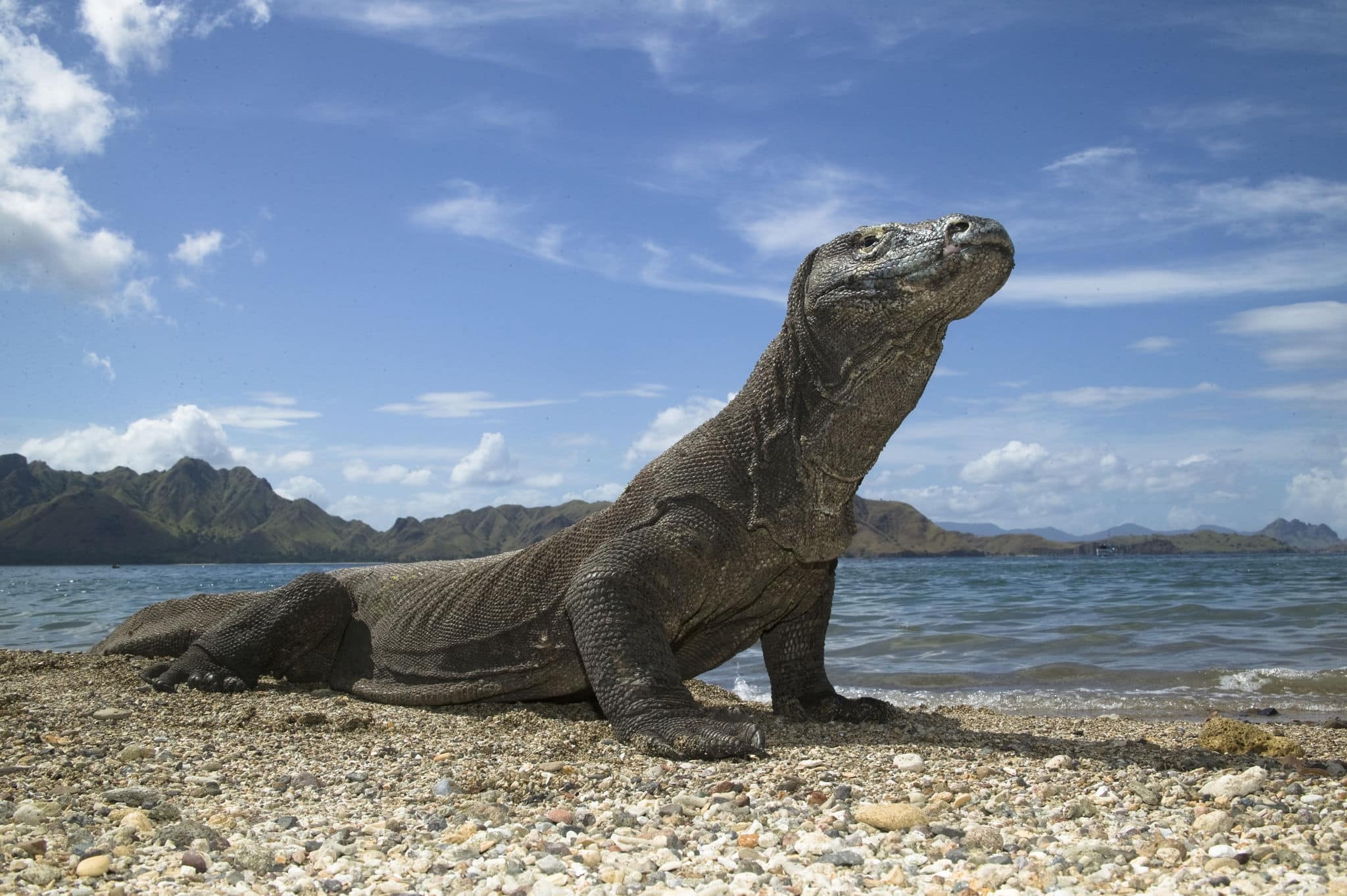Komodo Dragon, Varanus komodensis, on beach, Komodo Island, Indonesia SE Asia  Large male monitor lizard along the beach/shoreline as it seeks food by scavenging