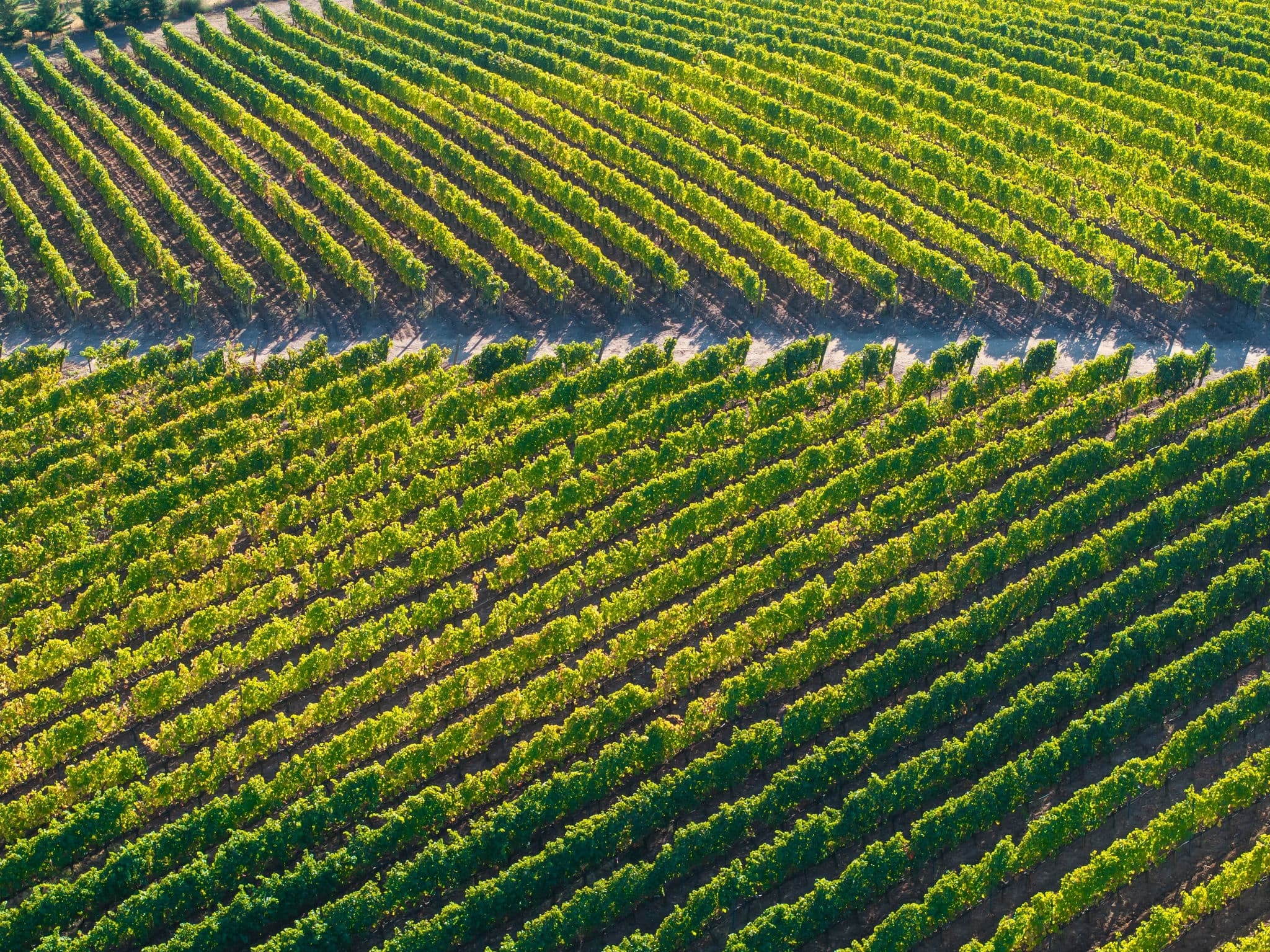 Grape Vineyard Fields Harvest Season Drone Photo, Bozcaada Canakkale, Turkiye (Turkey)