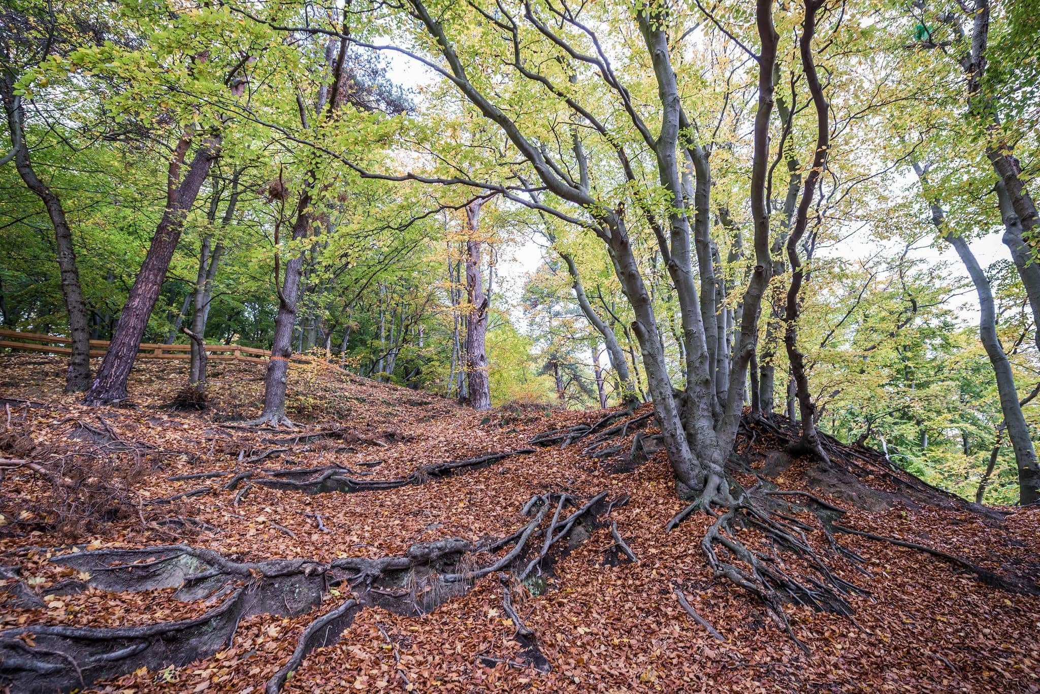 Autumnal trees on Kepa Redlowska cliff-like coastline on the edge of Orlowo and Redlowo area of Gdynia, Poland