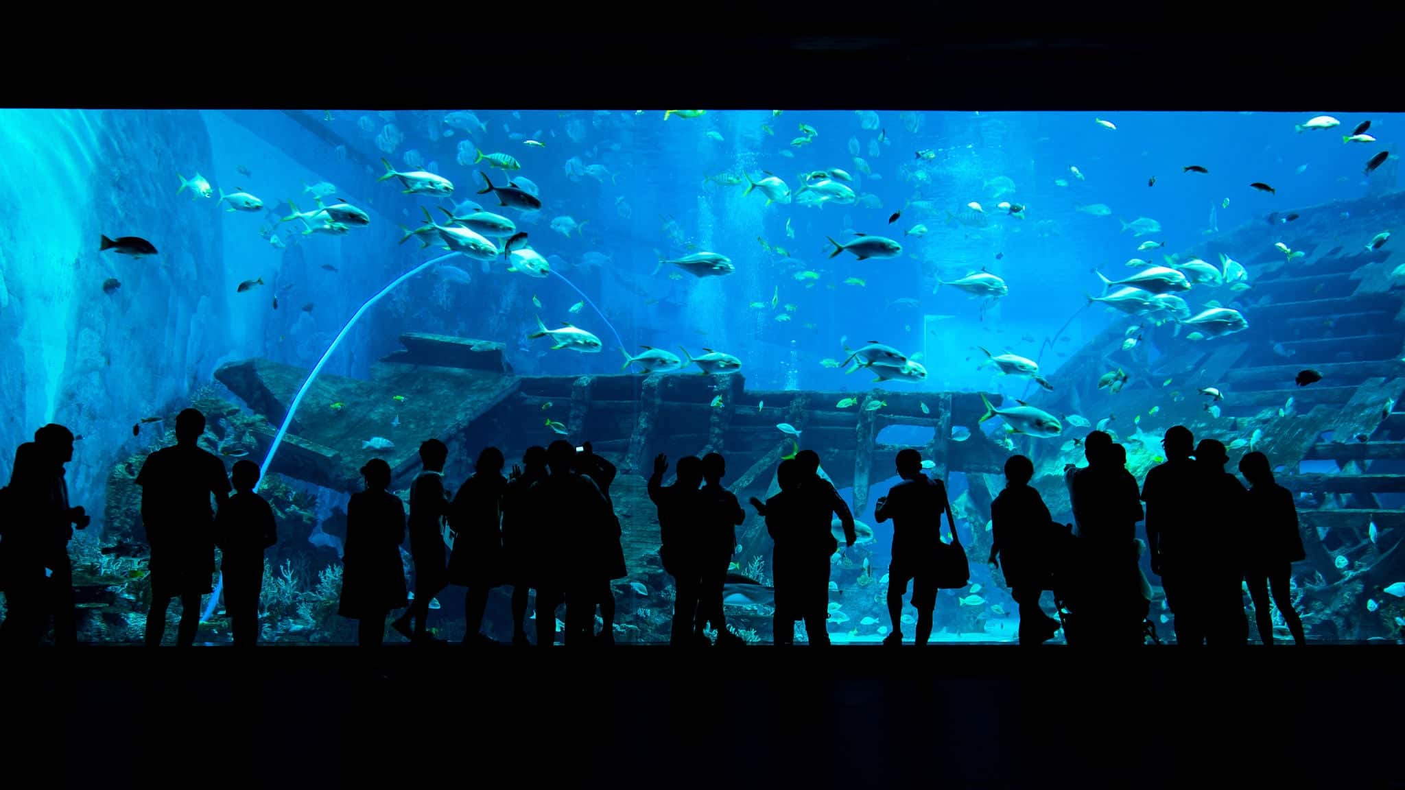 Bigest aquarium with silhouettes of people