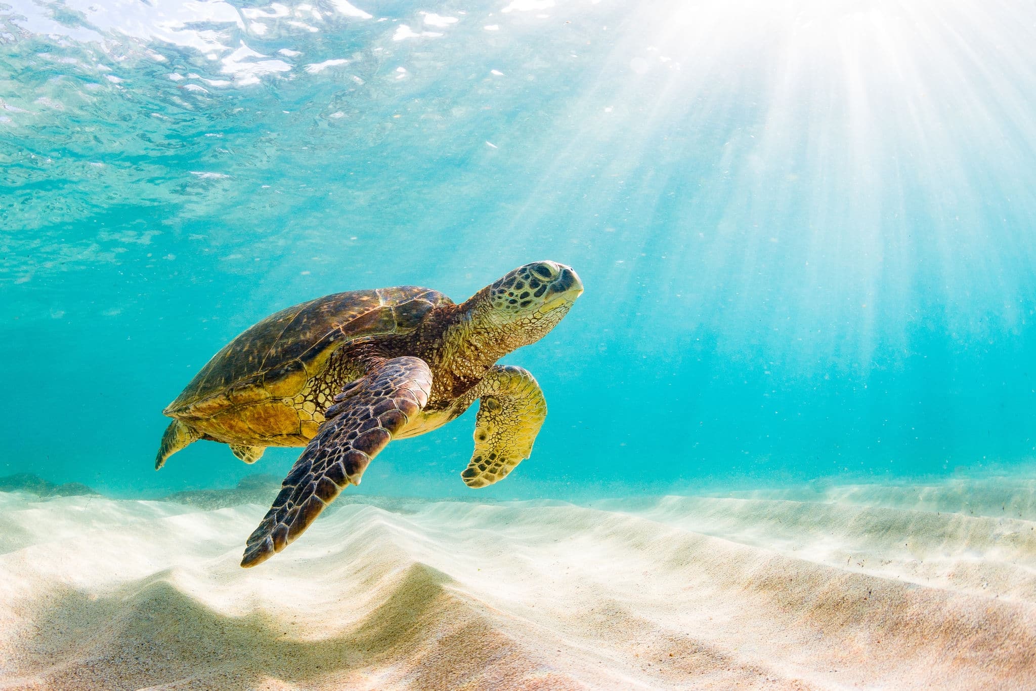 Endangered Hawaiian Green Sea Turtle Cruising in the warm waters of the Pacific Ocean in Hawaii