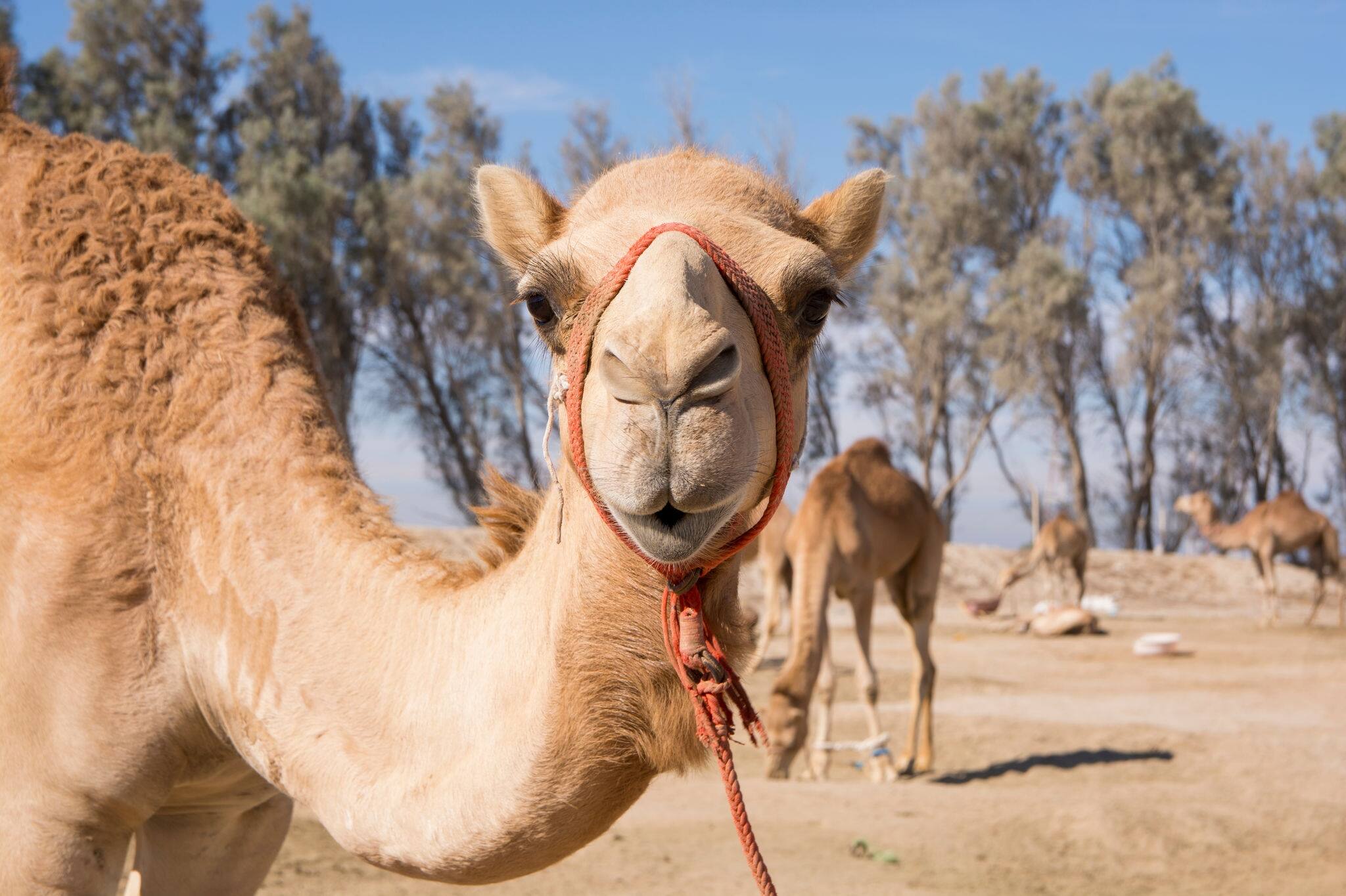 Camel farm near Manama Bahrain