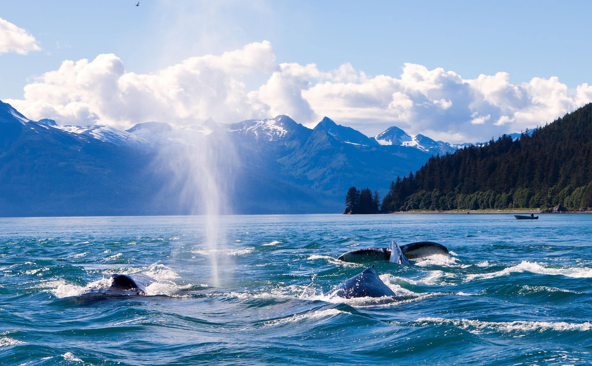 Humpaback Whales Playing in the Ocean in Juneau, Alaska
