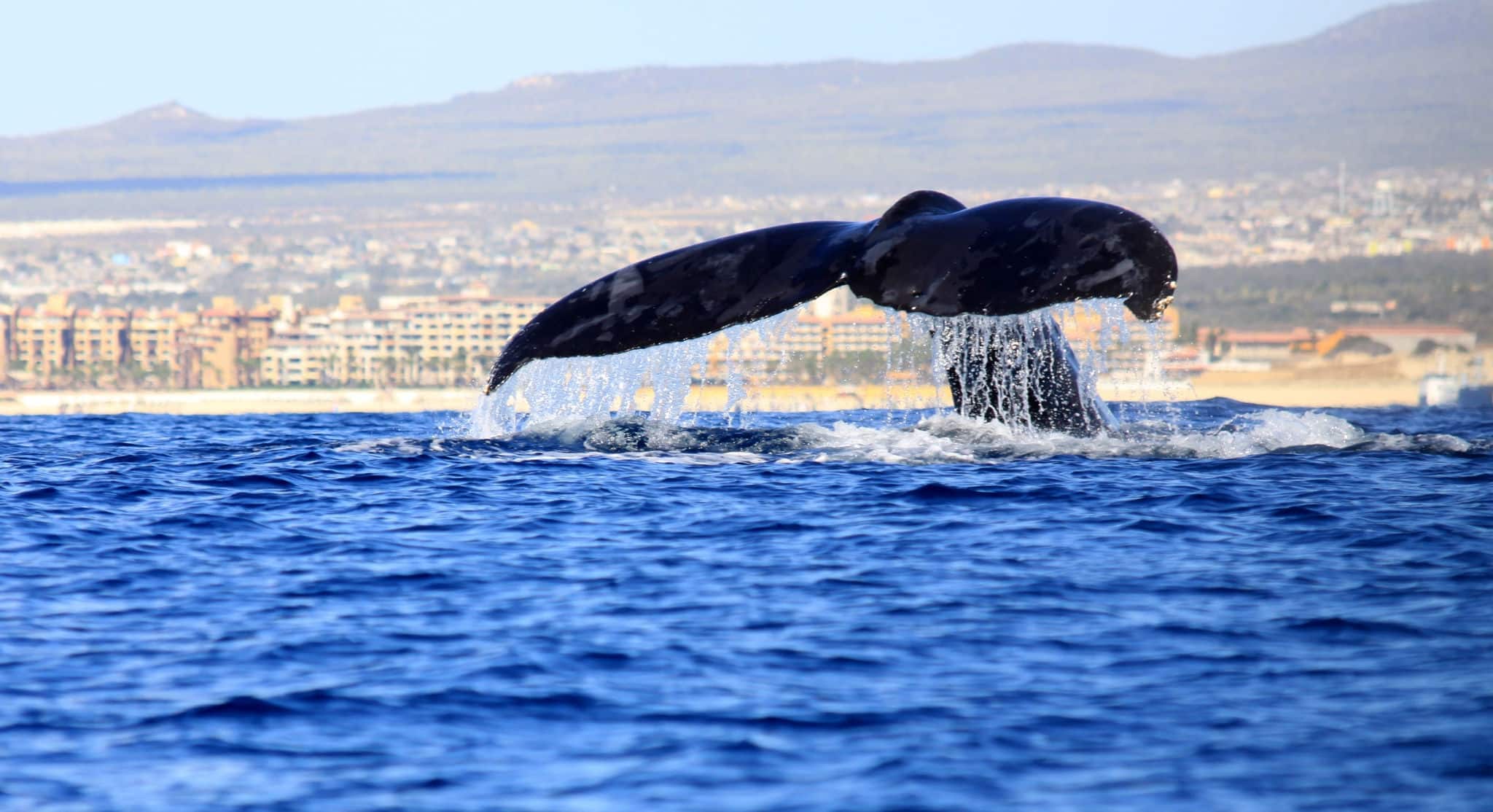Whale Tail