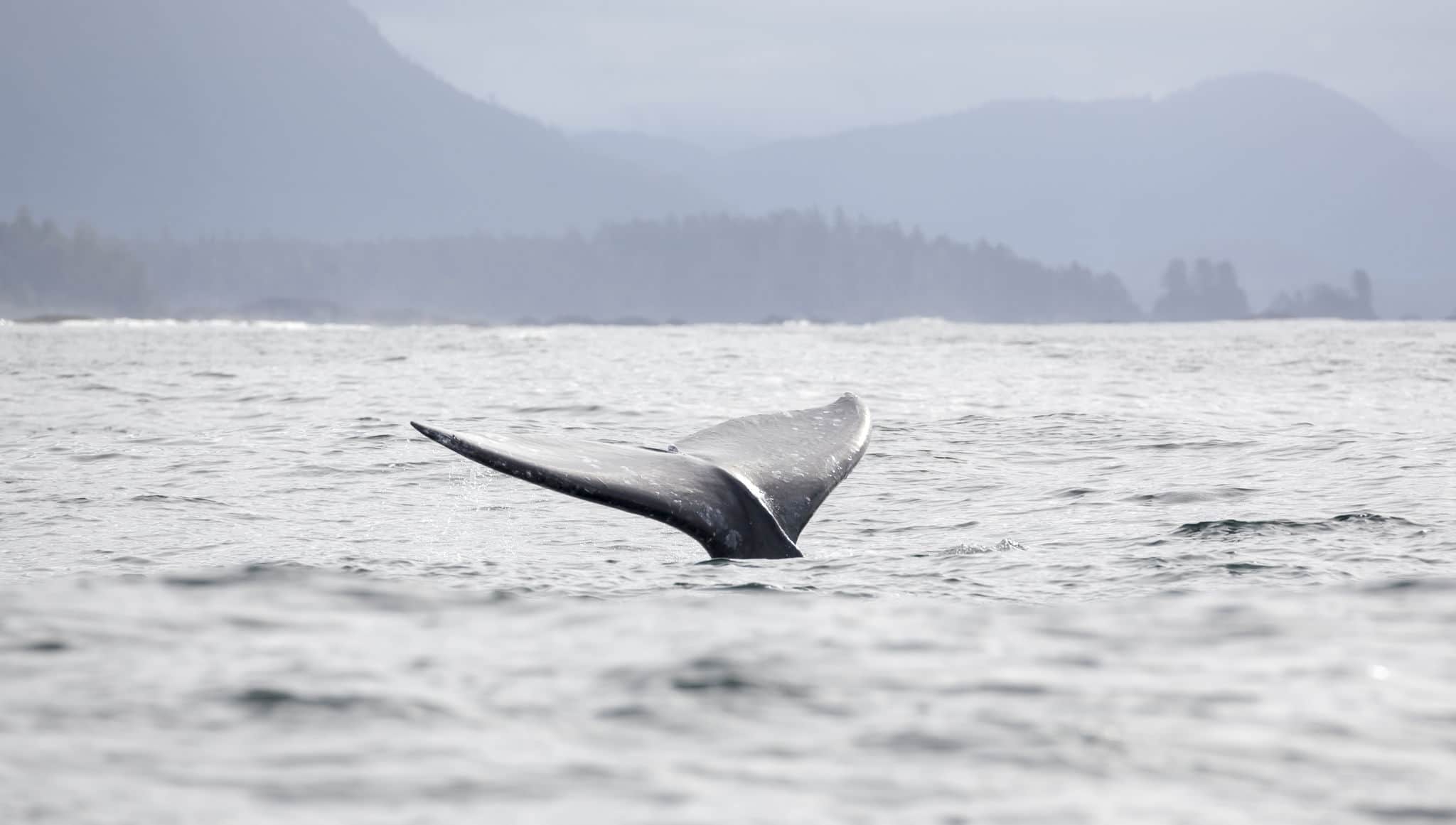 Tail fin of a gray whale before coast of Vancouver Island in the Pacific Ocean, Canada