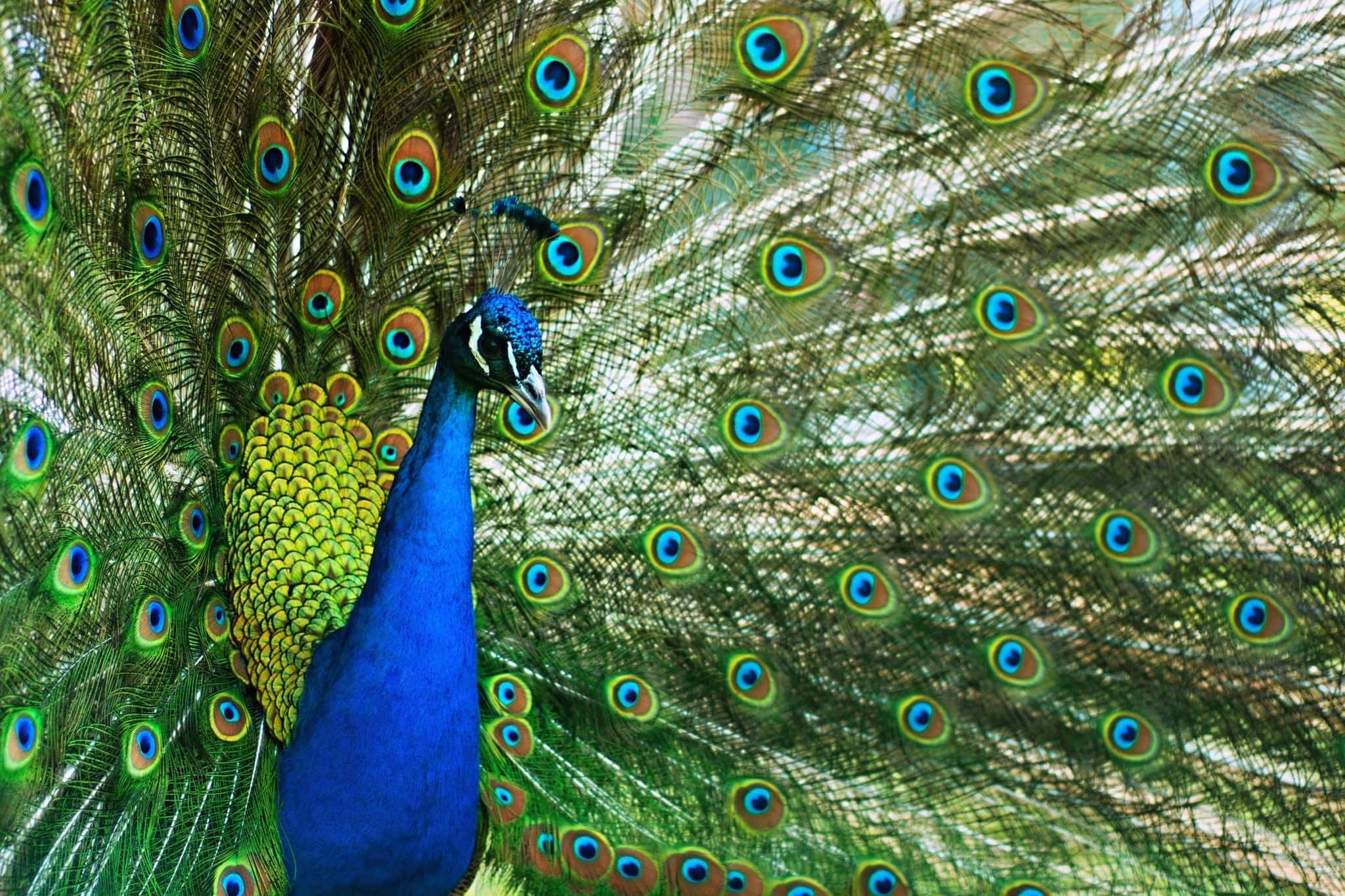 Peacock